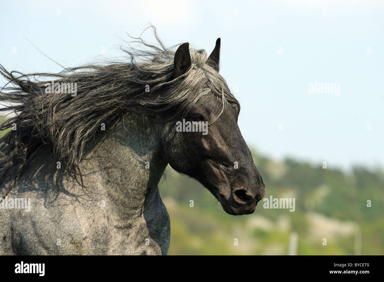 Cavallo norico (Equus caballus ferus), il ritratto di uno stallone con la criniera fluente. Foto Stock