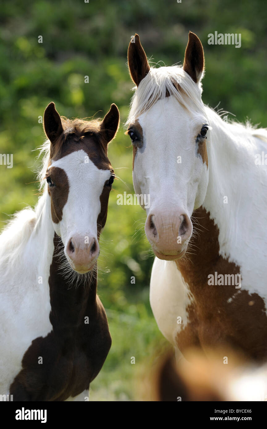 American Paint Horse (Equus caballus ferus), il ritratto di un mare con puledro. Foto Stock