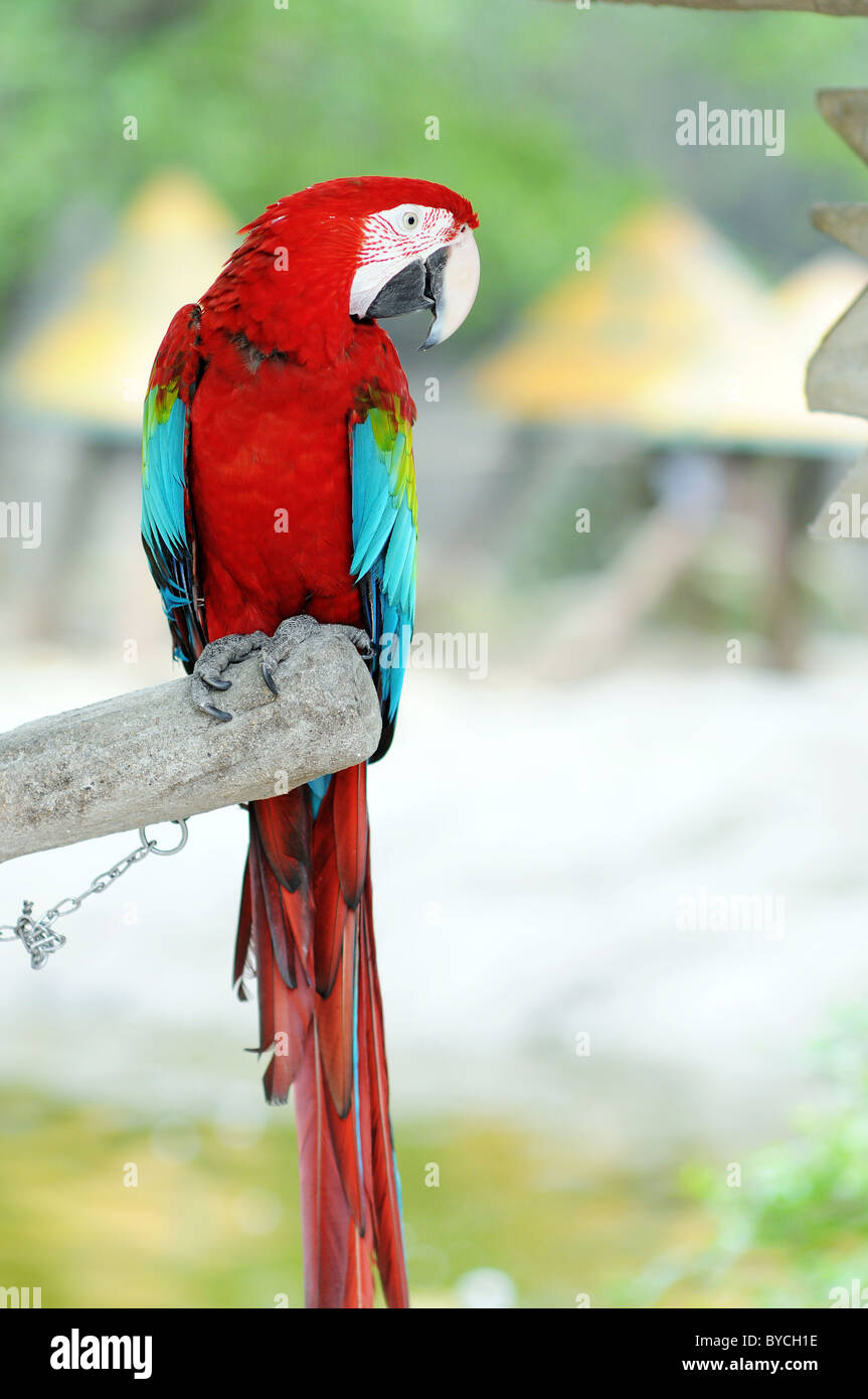 Ali verde Macaw Foto Stock