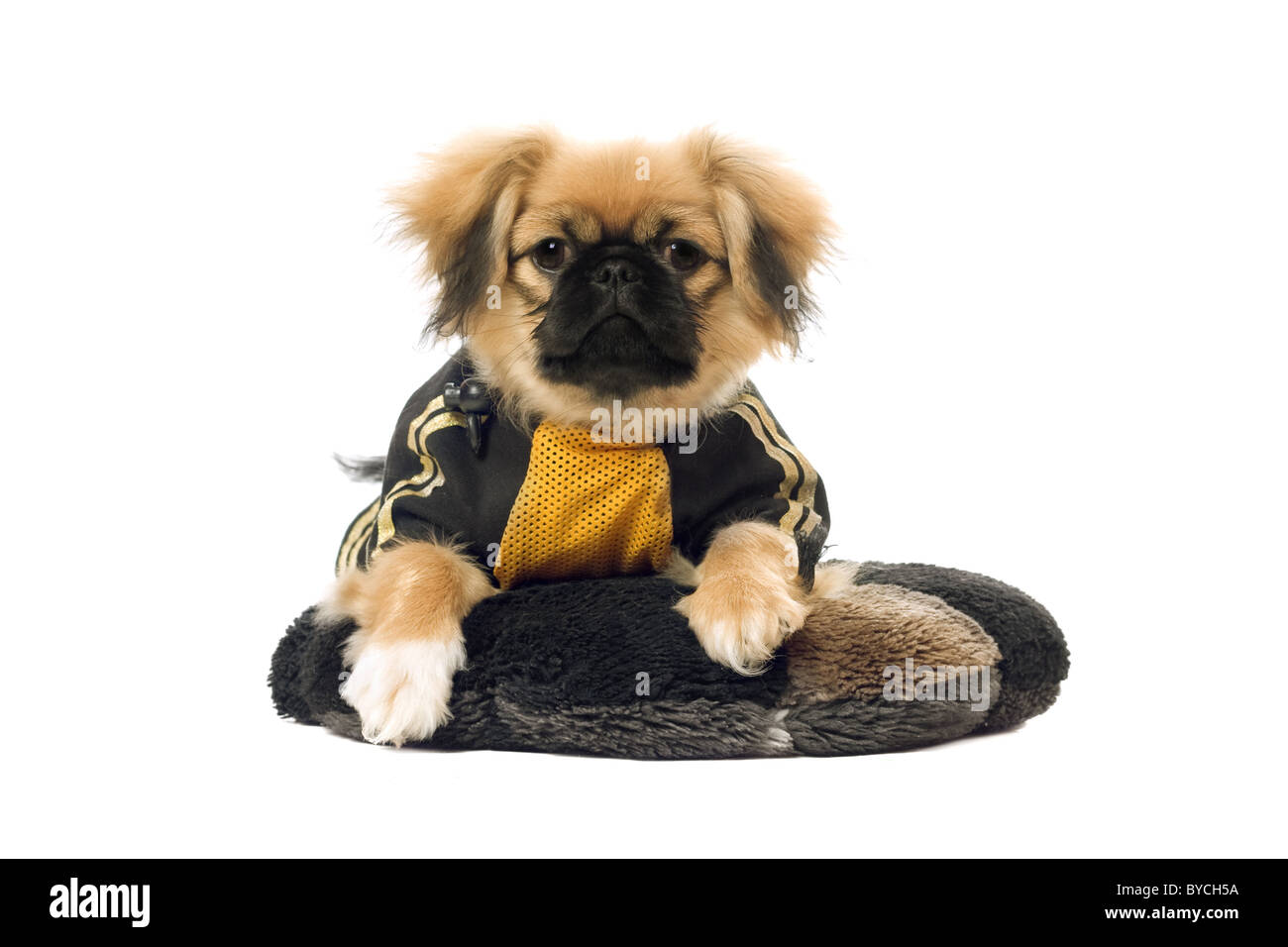 Pekingese giacente sul cuscino. Isolato su bianco Foto Stock