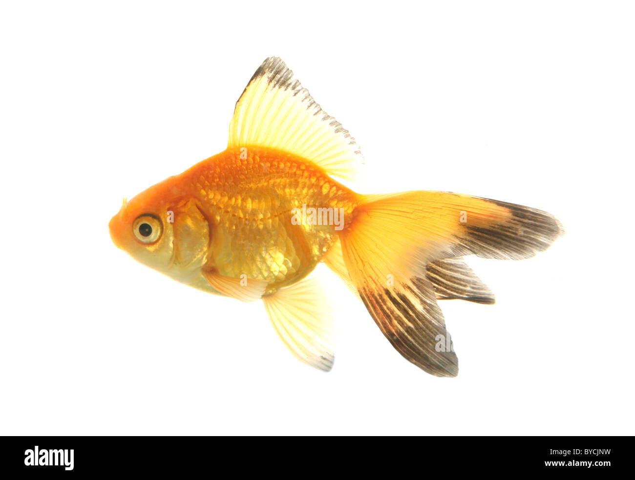 Fiocco goldfish ritaglio ritratto studio Foto Stock