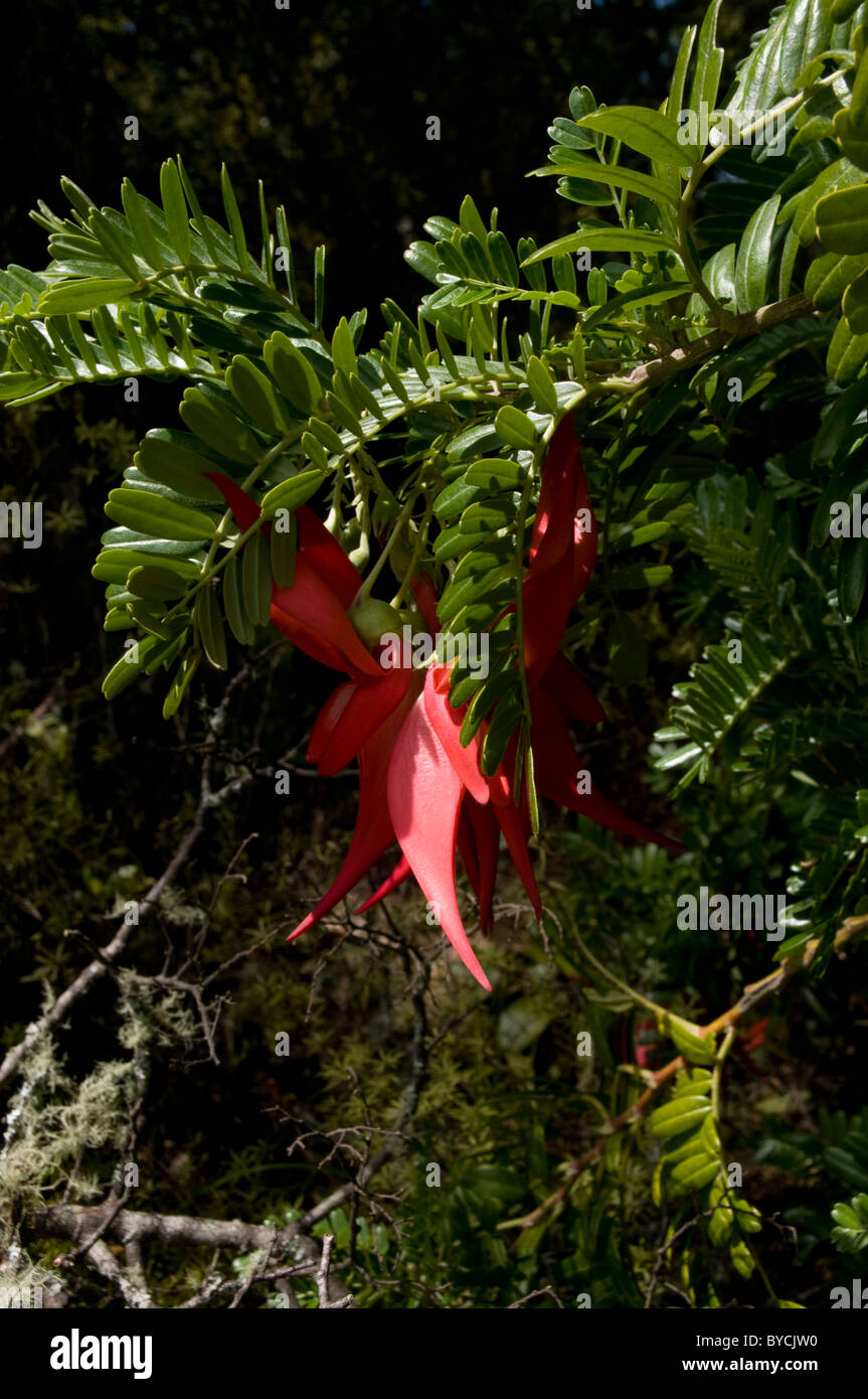 Spesso piantati in giardini kakabeak quasi scomparso dalla natura In Gärten häufig verschwinden Papageienschnäbel aus der Natur Foto Stock