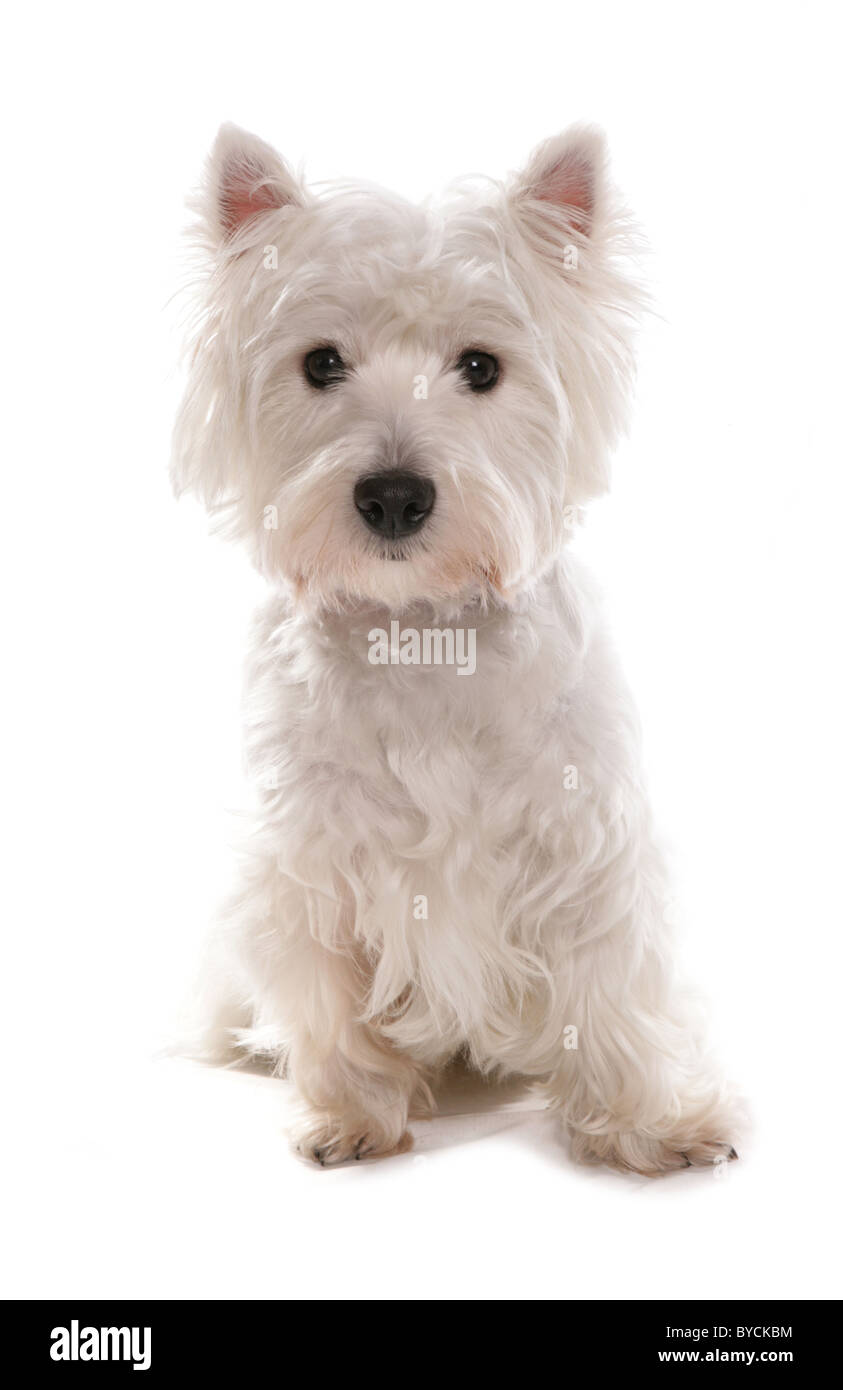 White West Highland terrier cucciolo seduto ritratto Studio Foto Stock