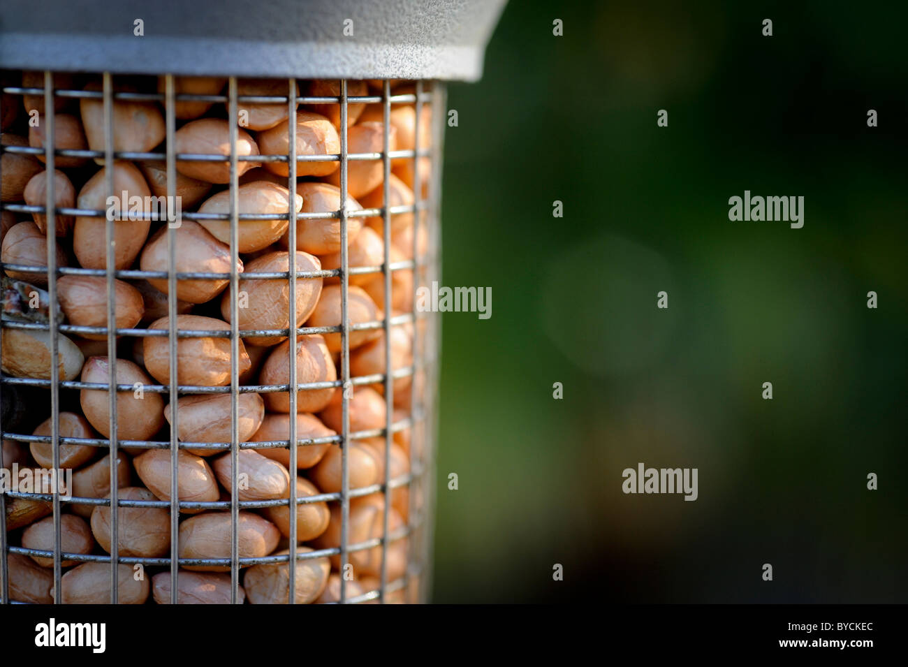 Sussex winter garden - un bird feeder recentemente ri-riempito con i dadi. Foto Stock