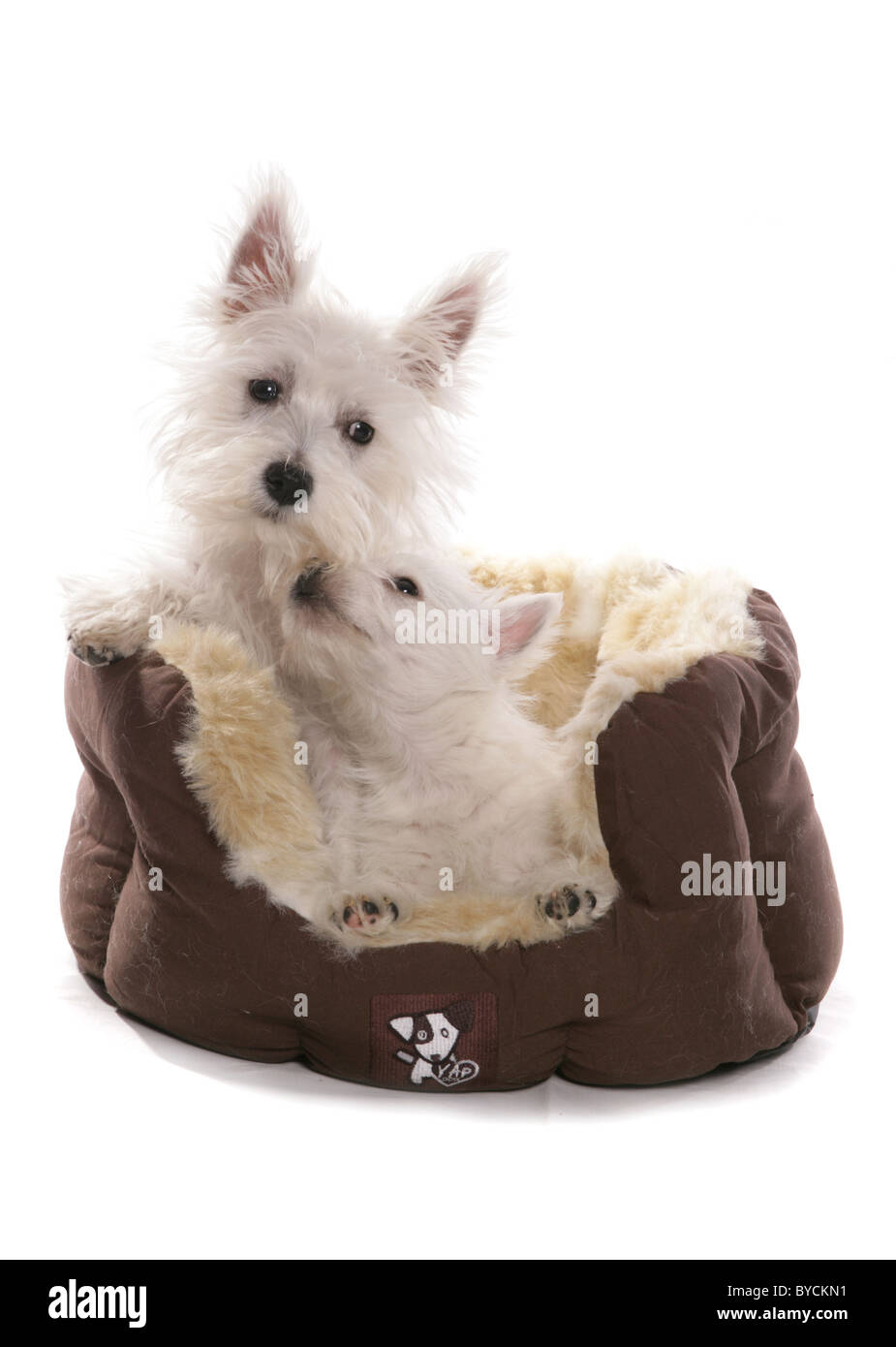 White West Highland terrier cuccioli a letto ritratto Studio Foto Stock