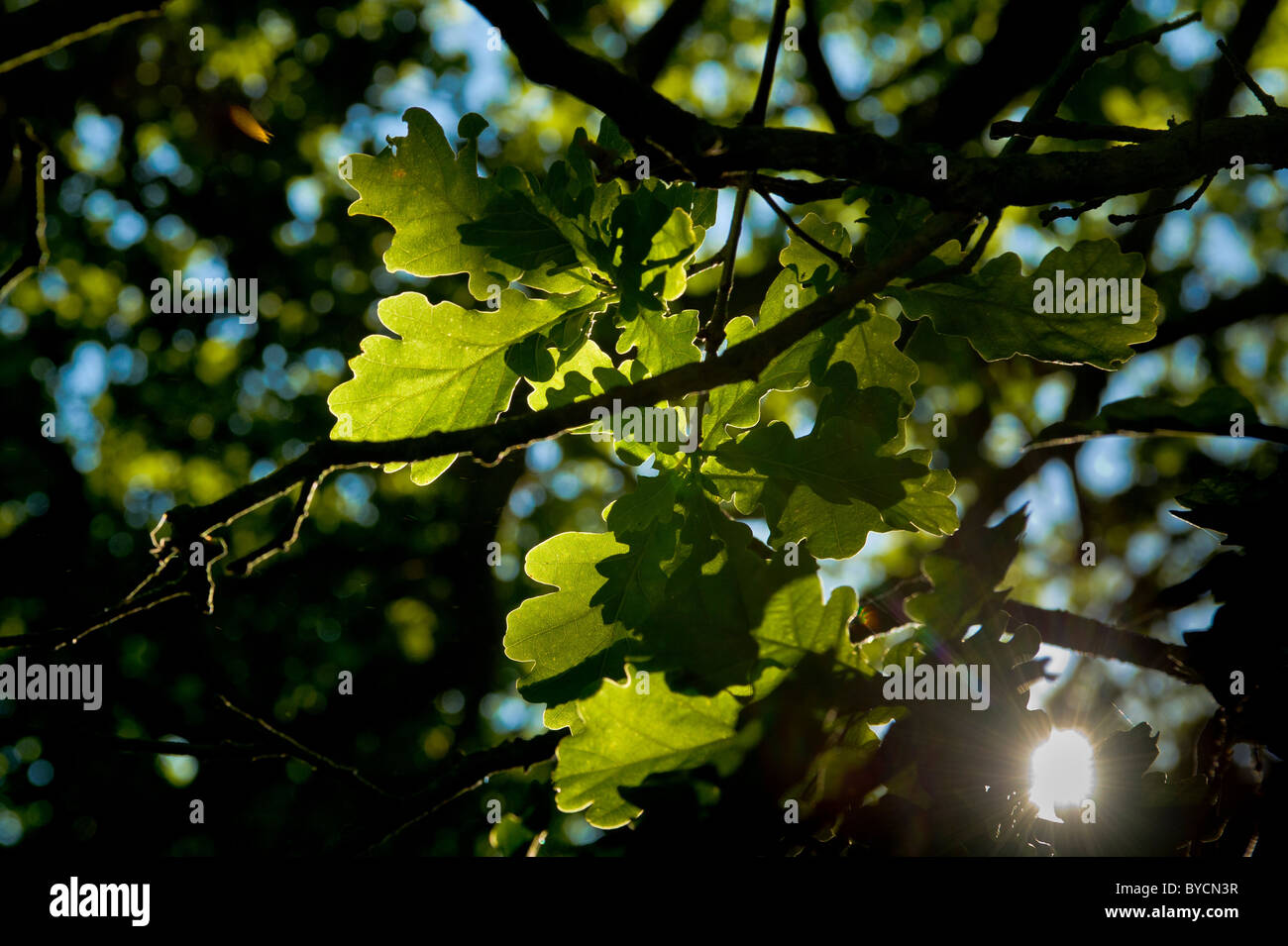 Retroilluminata foglie di quercia viste contro un cielo blu. Foto Stock