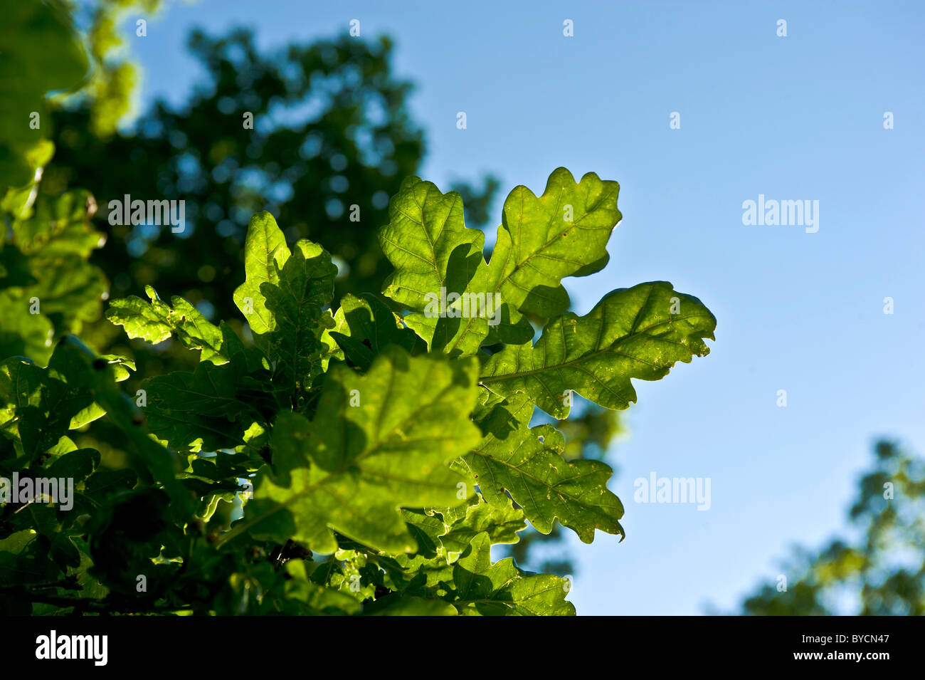 Retroilluminata foglie di quercia viste contro un cielo blu. Foto Stock