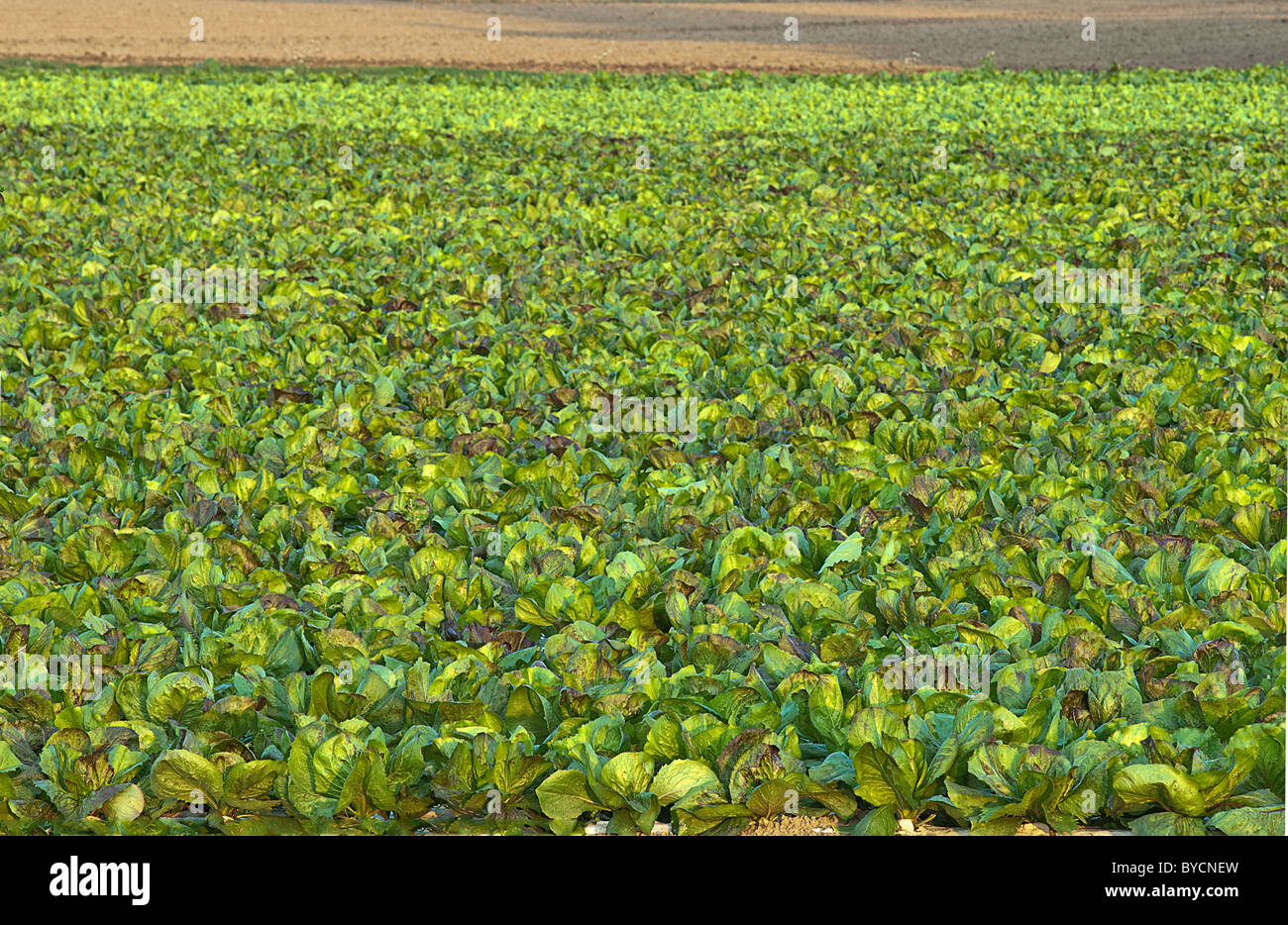 Campo di cicorie di Bruxelles,l'agricoltura biologica Foto Stock
