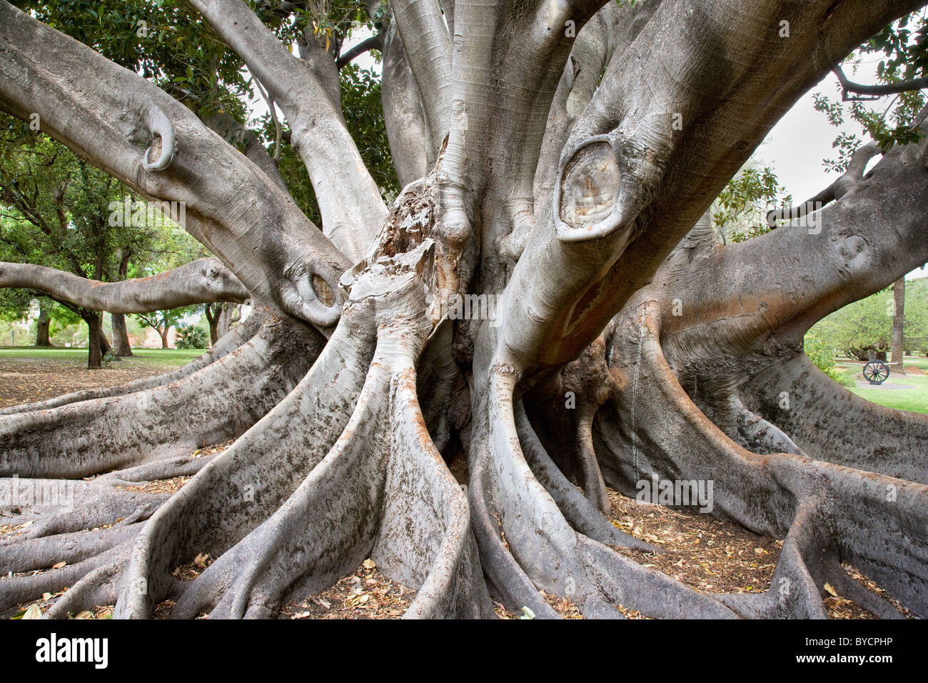 Contrafforte radici e tronchi multipli di Moreton Bay fig tree in Kings Park di Perth Western Australia Foto Stock