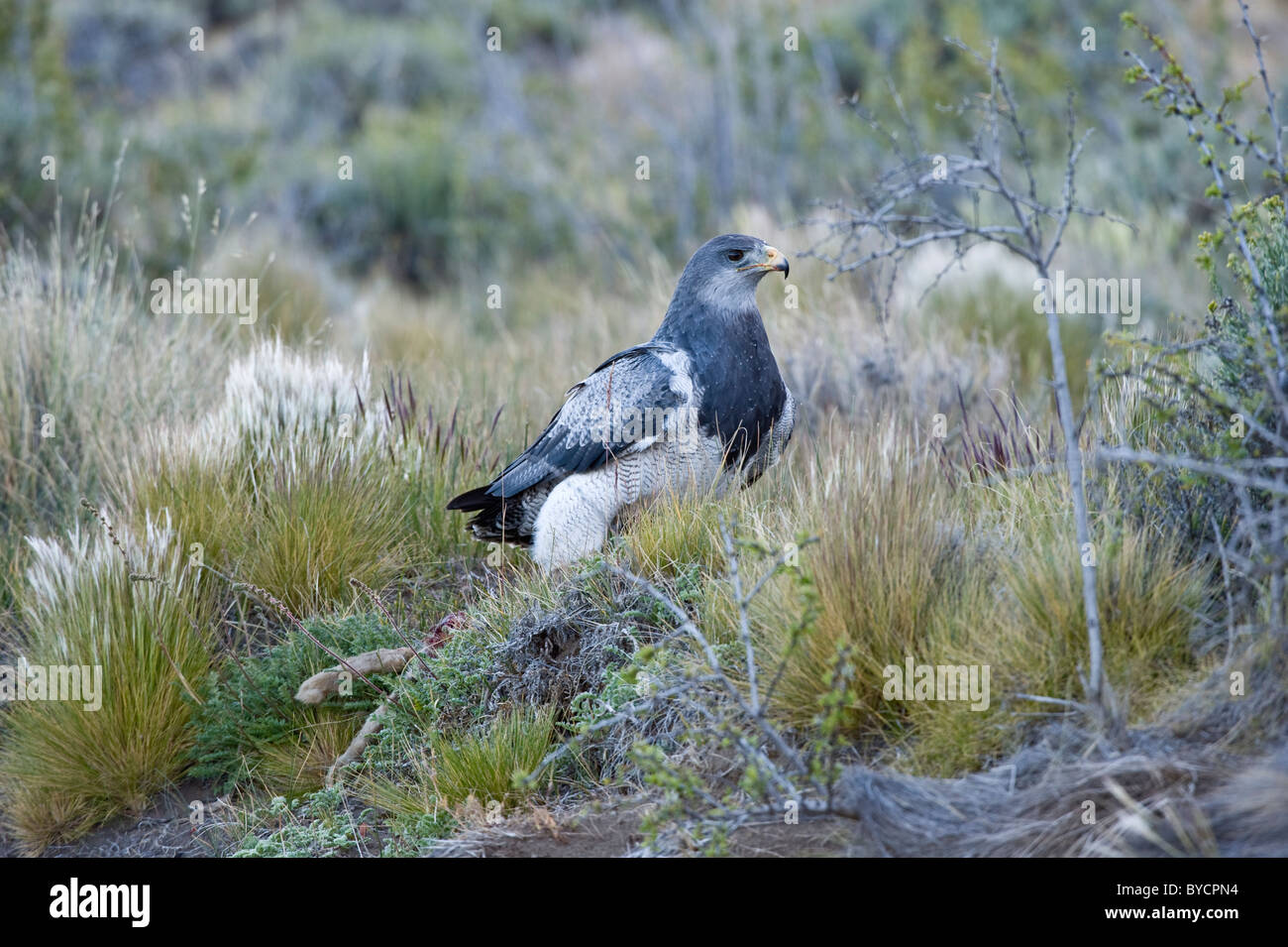 Nero-chested Poiana-eagle (Geranoaetus melanoleucus) capretti di circa cinque anni con la lepre habitat a nord di El Calafate Foto Stock