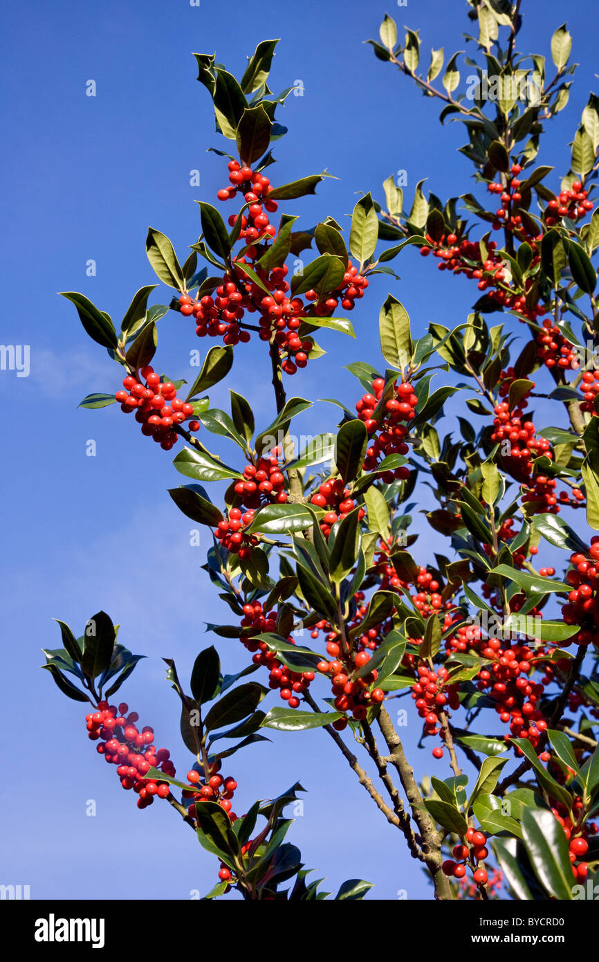 Unione Holly Ilex aquifolium pesante con i frutti di bosco in autunno Foto Stock