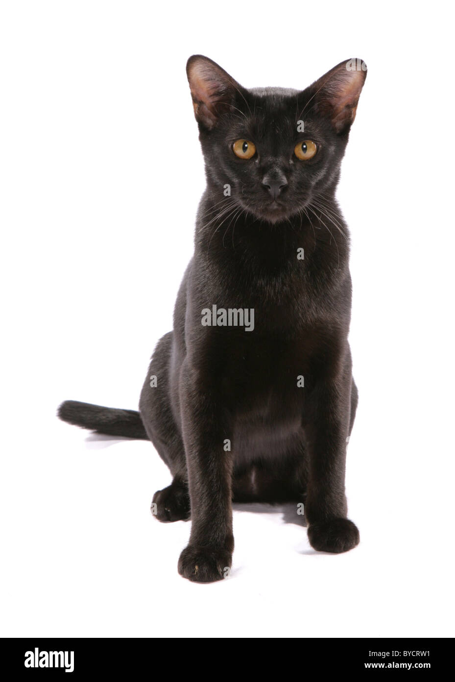 Asian BOMBAY black gatto adulto ritratto Studio Foto Stock