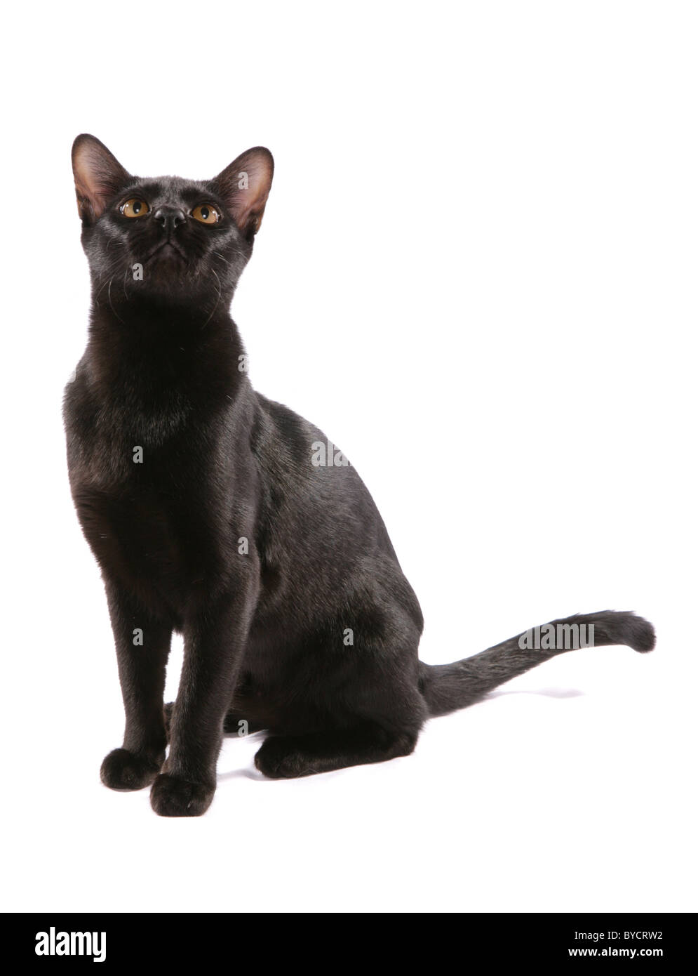 Asian BOMBAY black gatto adulto ritratto Studio Foto Stock