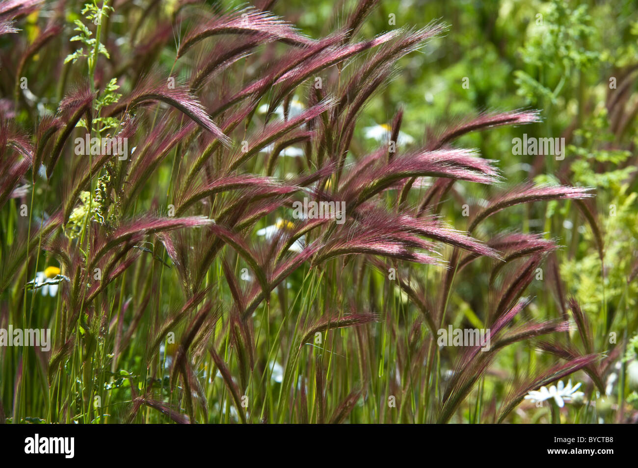 Erba di coda di volpe (Hordeum comosum) Laguna Nimez Riserva Naturale, El Calafate, Santa Cruz, Patagonia, Argentina, Sud America Foto Stock