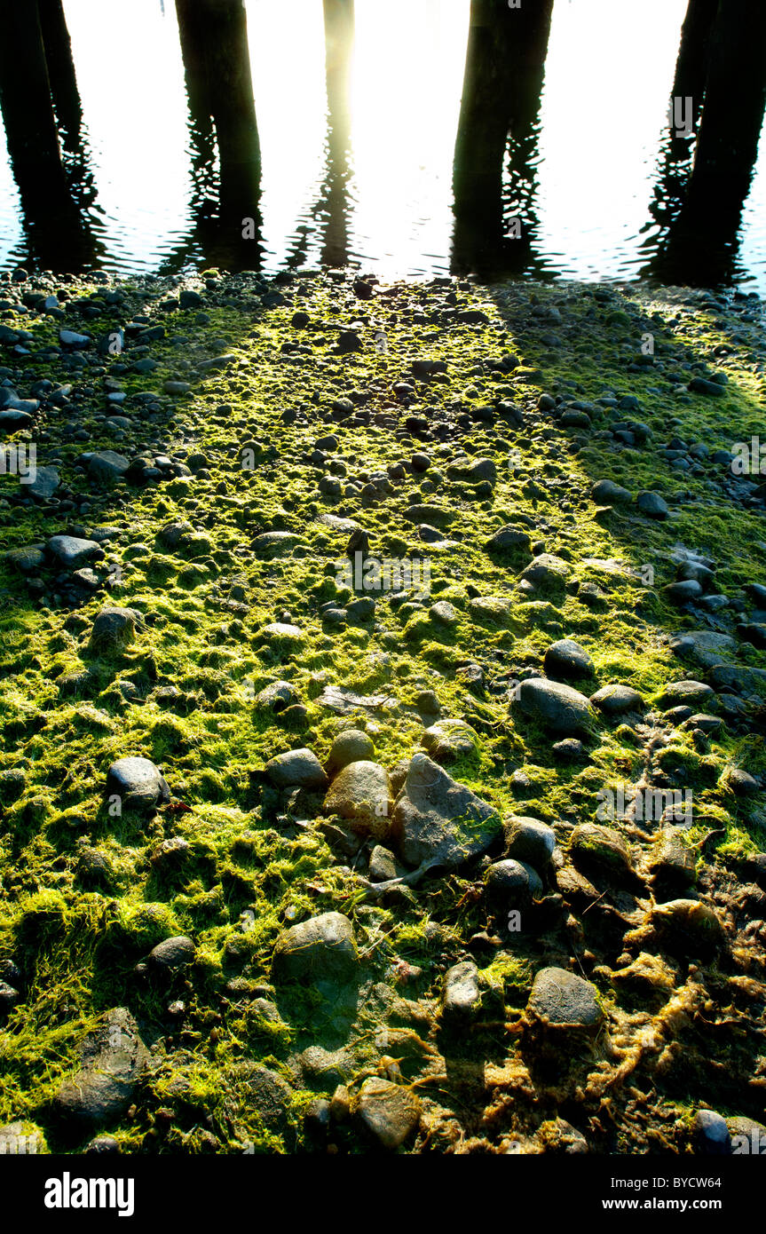 Sole che splende su rocce e alghe dopo la marea si abbassarono vicino al dock in Westport, Ct. Stati Uniti d'America. Foto Stock