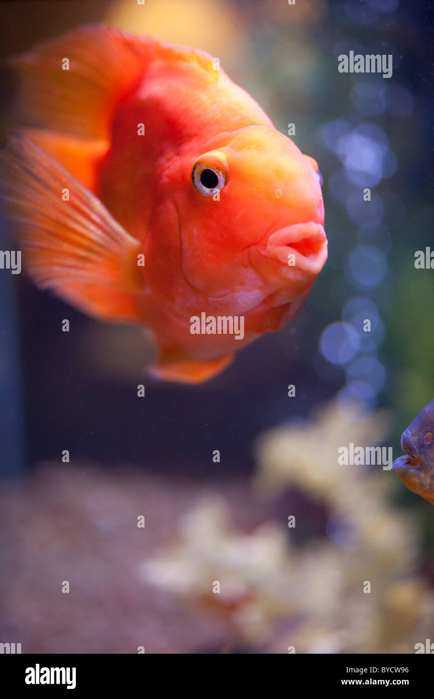 Orange koi goldfish nuoto in ufficio serbatoio di acquario. Foto Stock