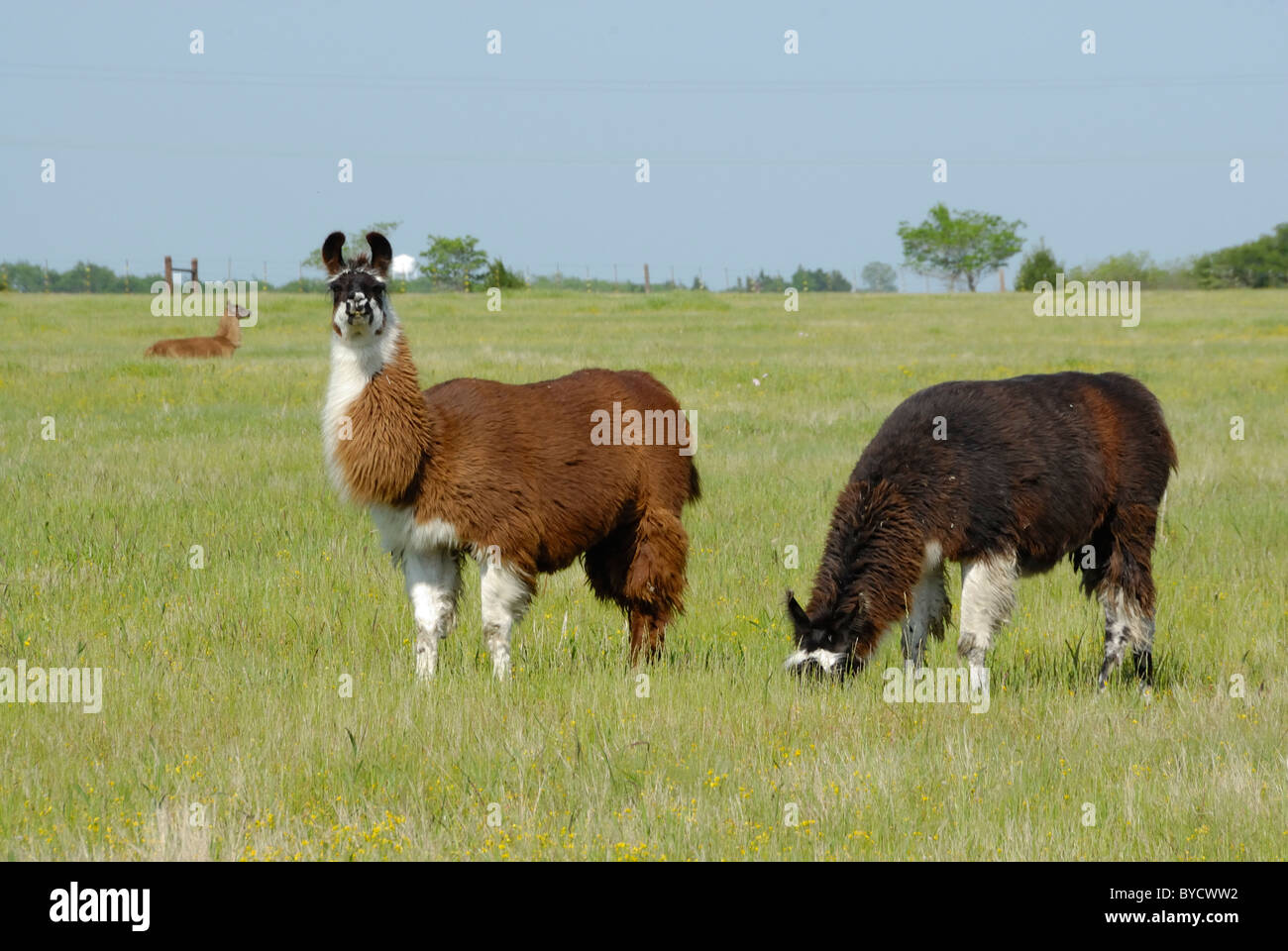 Due marrone e bianco Alpaca di pascolo in un prato verde campo di pascolo. Uno è di guardare direttamente la telecamera e l'altra è il pascolo sull'erba. Foto Stock