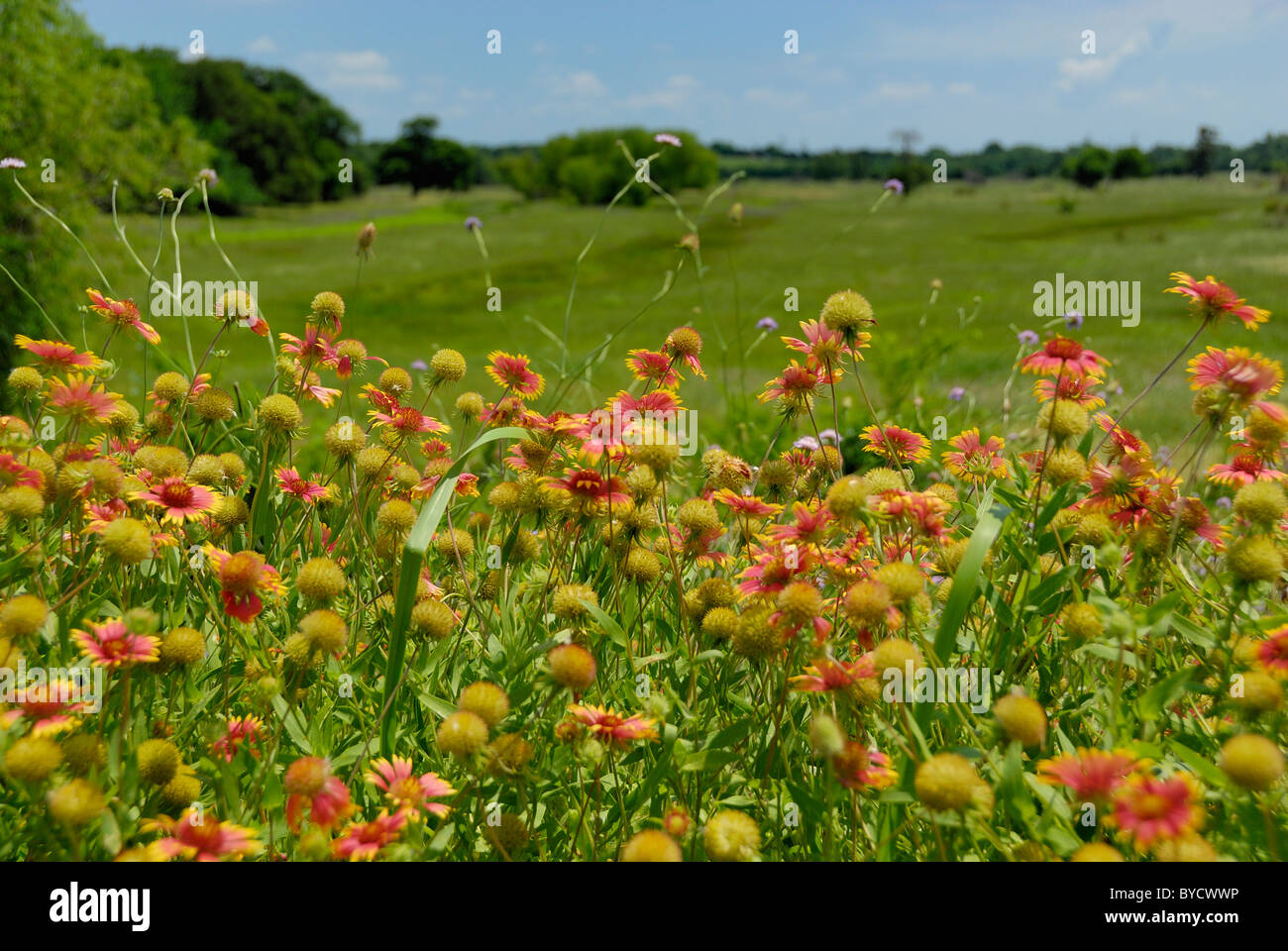 Un campo di indiani coperta di fiori di campo, noto anche come guillardia pulchella, Foto Stock