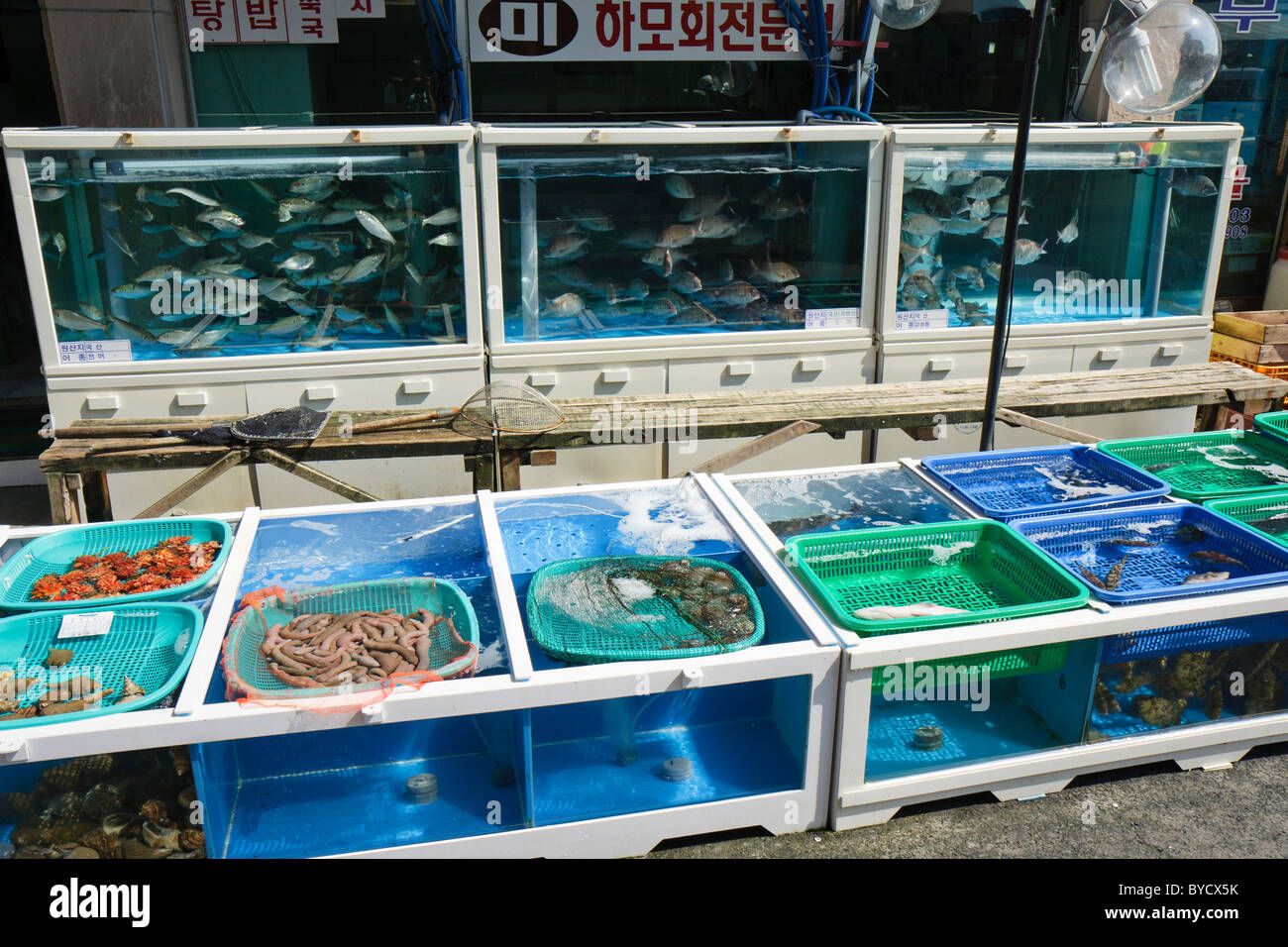 Vivere il mercato del pesce, Corea del Sud Foto Stock