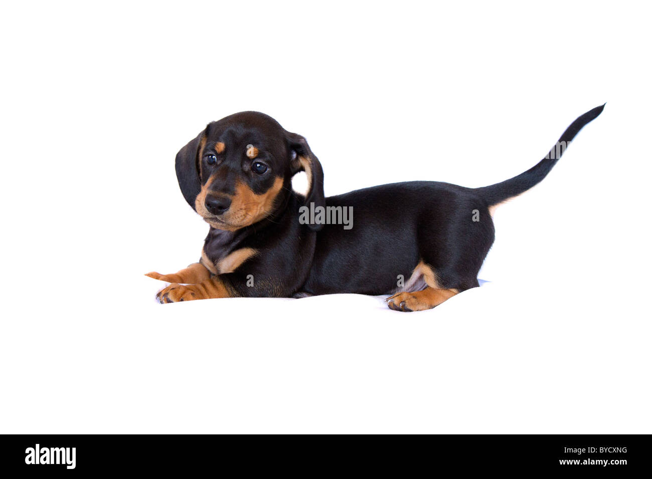 Miniatura bassotto cucciolo Foto Stock