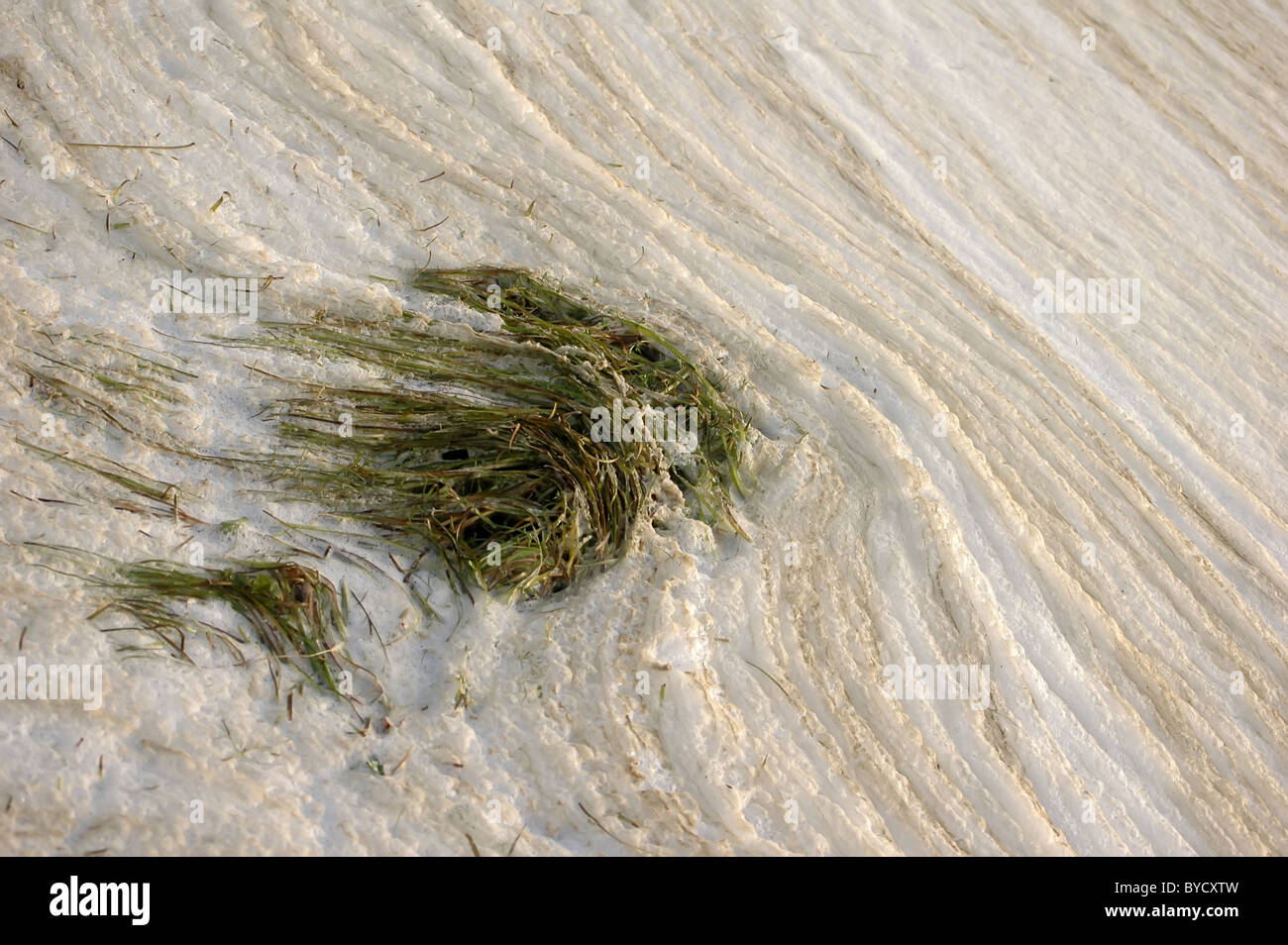 Schiuma di Mare texture con alghe marine Foto Stock