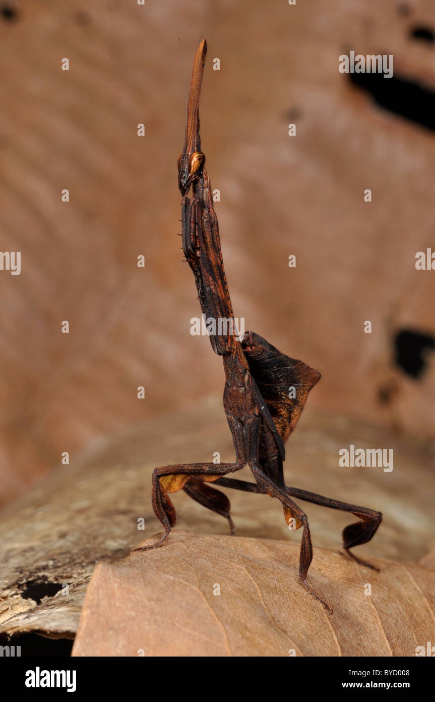 Ninfa femmina di Ceratocrania macra Mantis. In Khaeng Krachan National Park, Thailandia. Foto Stock