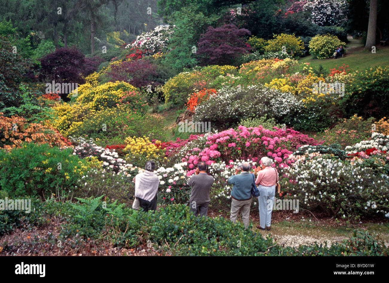 Ai visitatori di ammirare di azalee e rododendri a Leonardslee Gardens Foto Stock