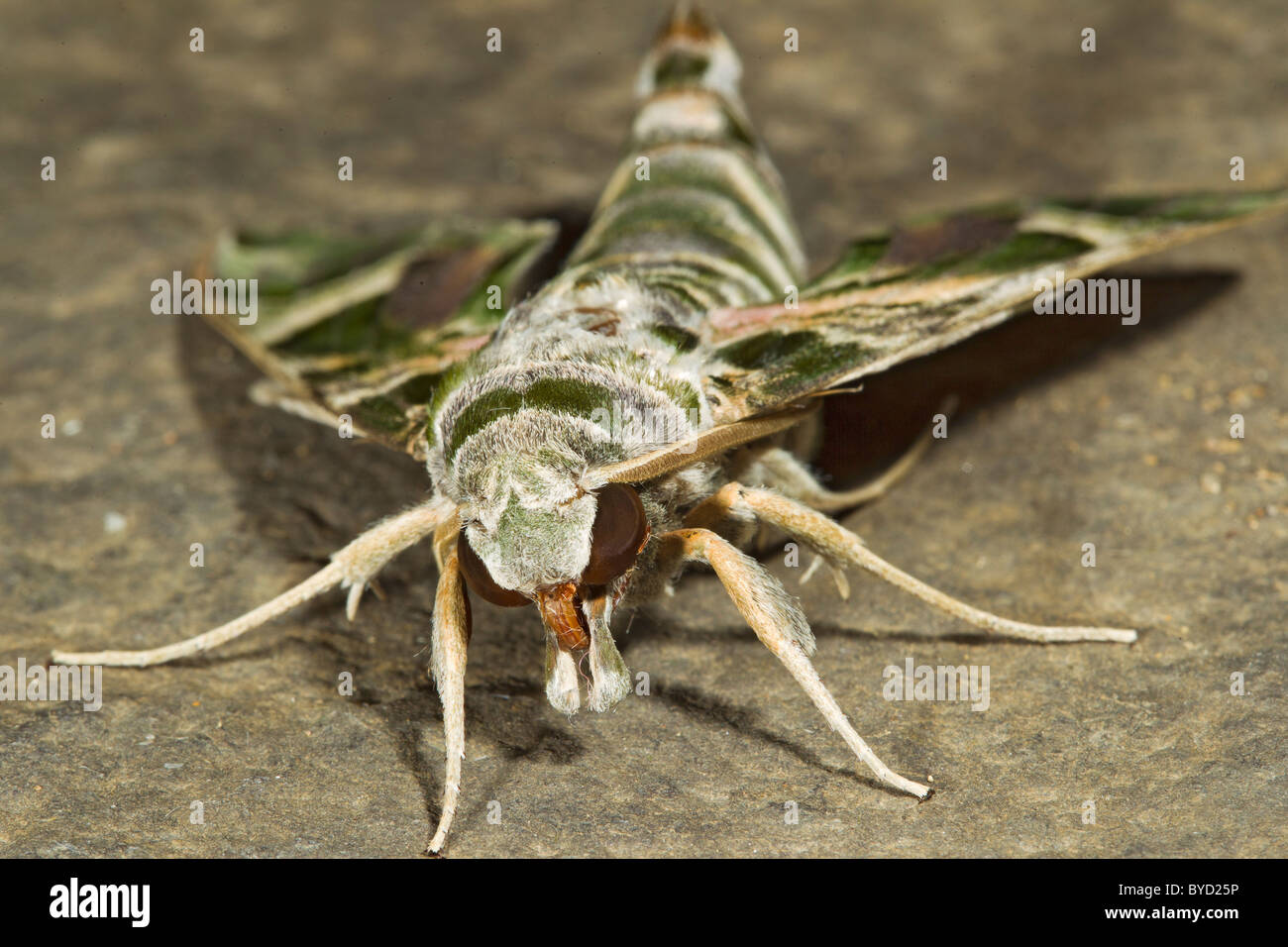 Oleandro Hawkmoth ( daphnis nerii ) close up Foto Stock