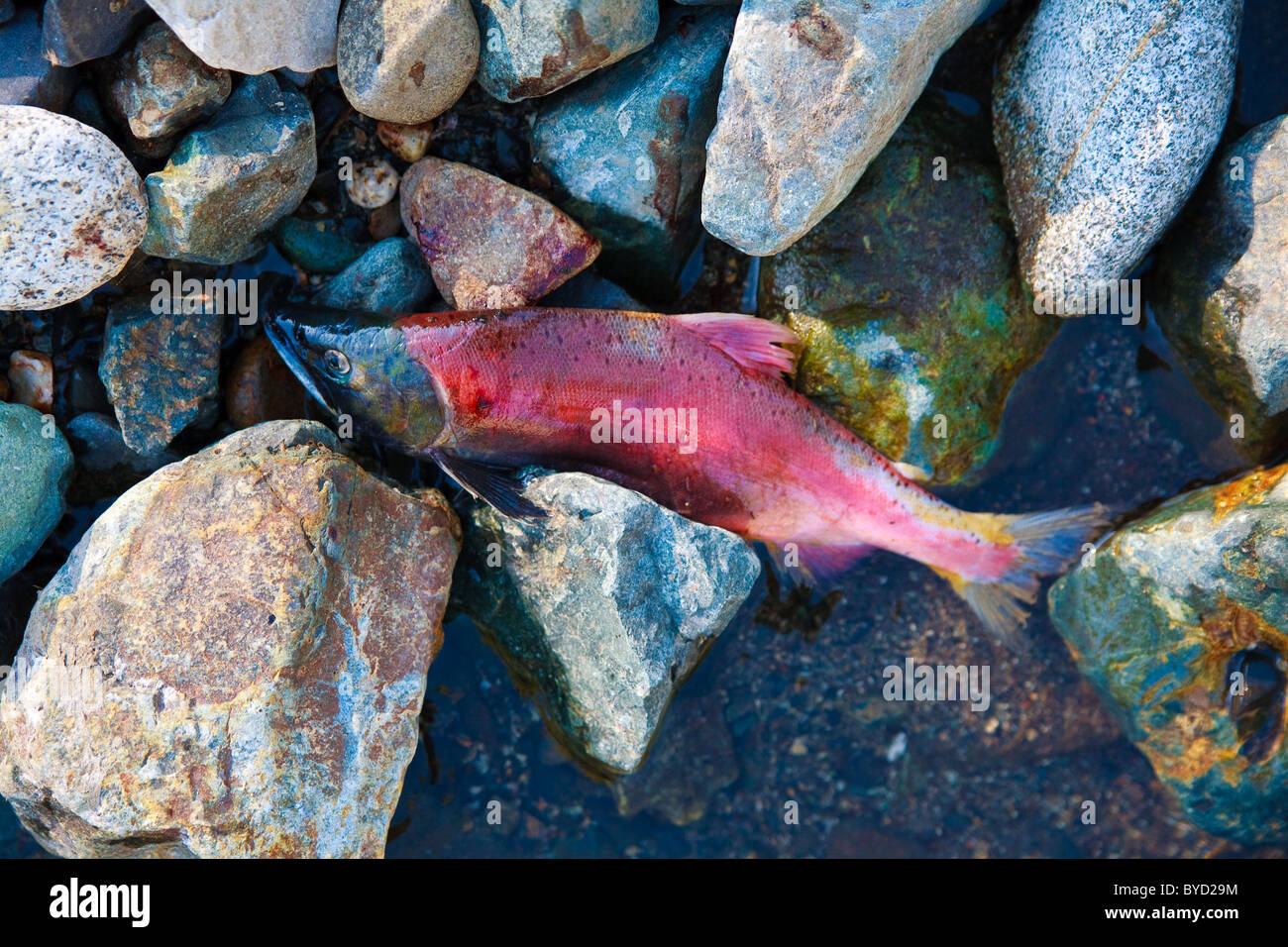 Rosso Salmone Sockeye morti tra rocce di fiume dopo la deposizione delle uova. Foto Stock