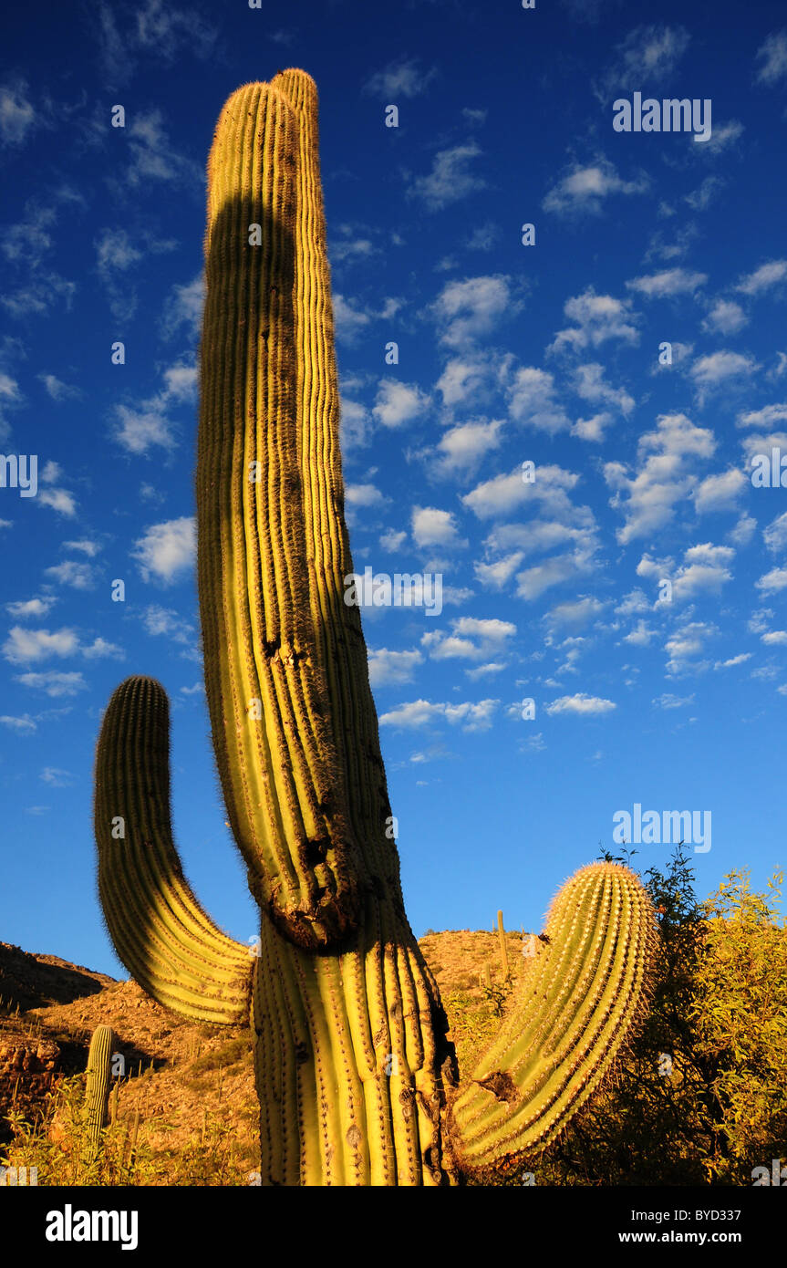 Cactus Saguaro crescono lungo Catalina autostrada n Mount Lemmon, Santa Catalina Mountains, Tucson, Arizona, Stati Uniti. Foto Stock