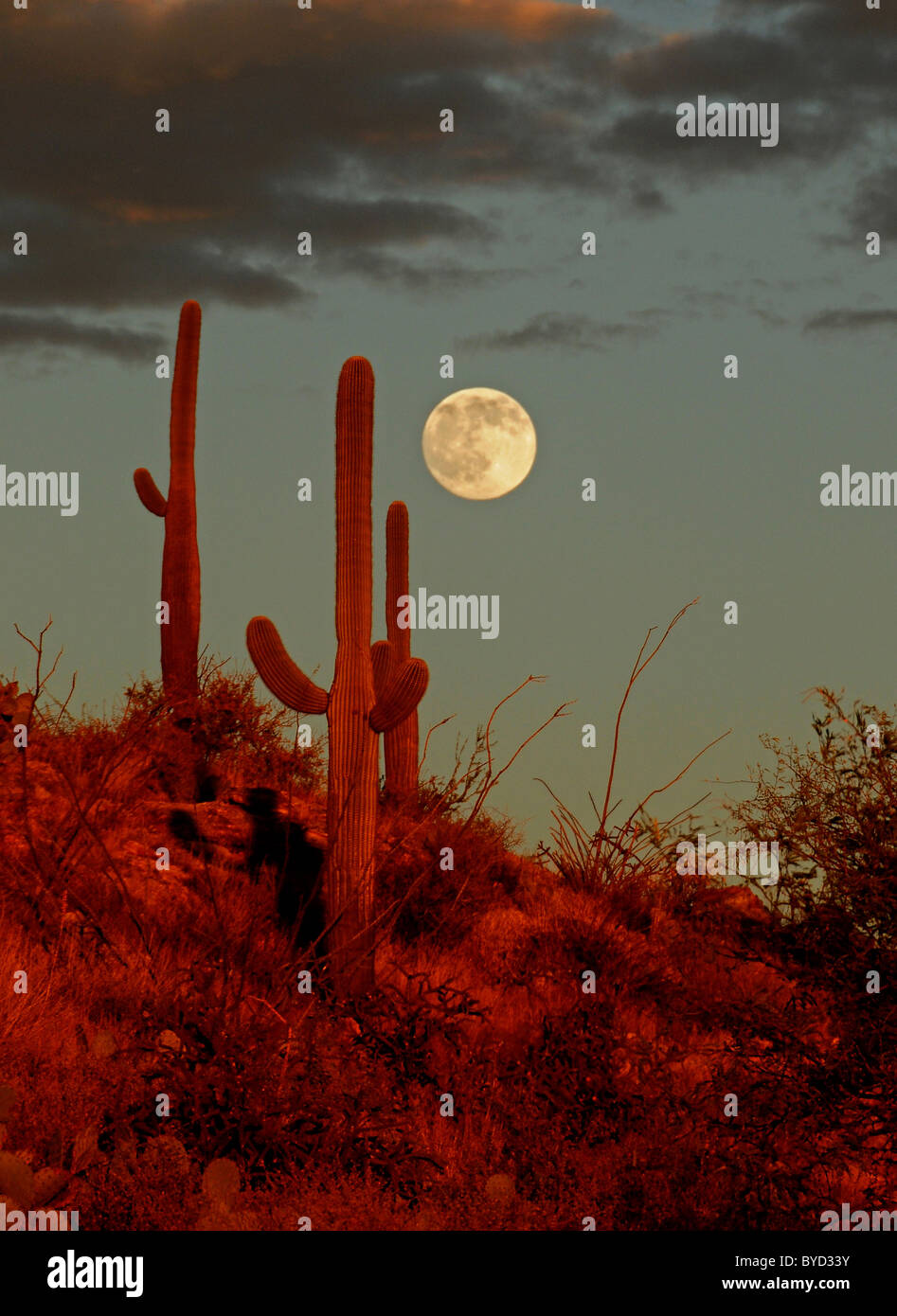 La luna piena sorge al di là di cactus Saguaro lungo Catalina autostrada sul Monte Lemmon, Tucson, Arizona, Stati Uniti. Foto Stock