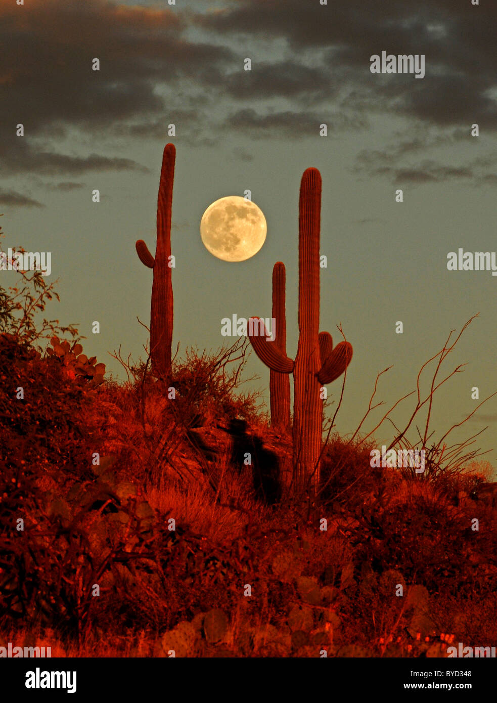La luna piena sorge al di là di cactus Saguaro lungo Catalina autostrada sul Monte Lemmon, Tucson, Arizona, Stati Uniti. Foto Stock