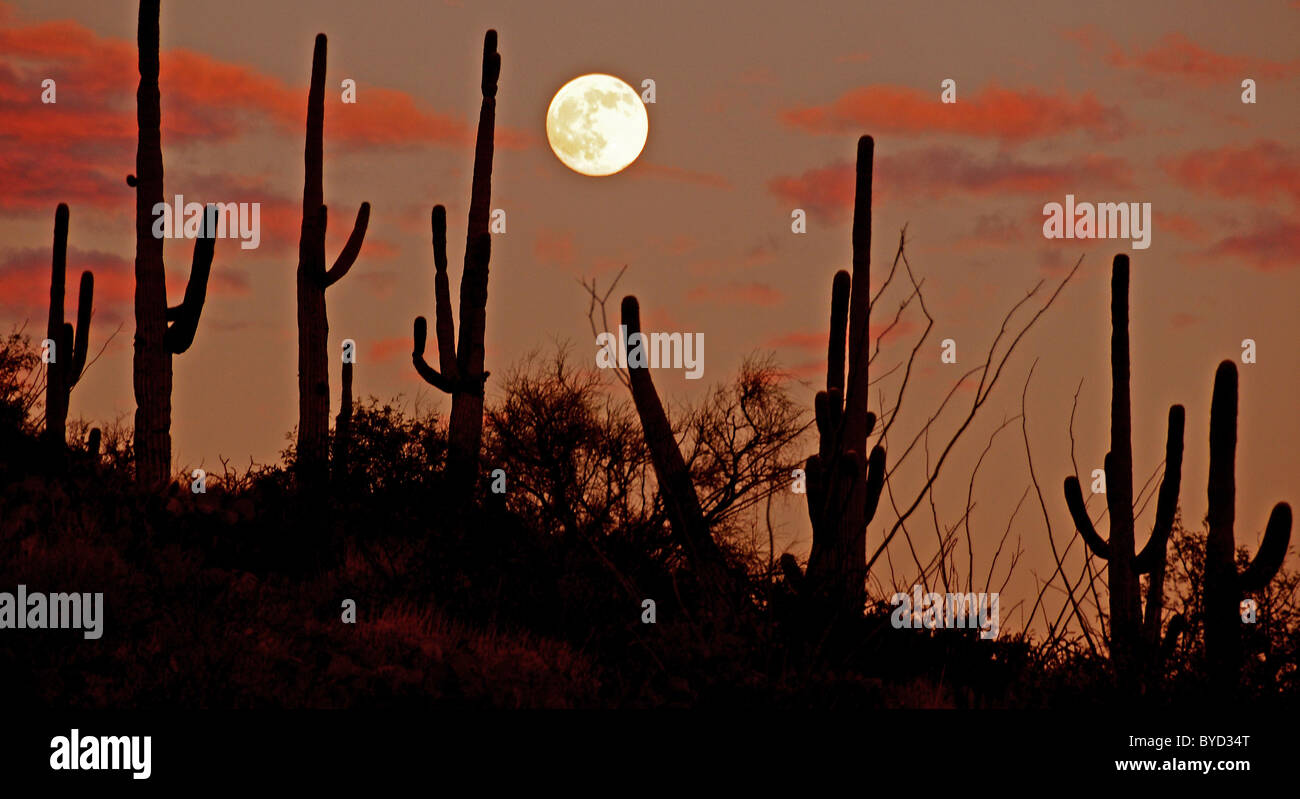 La luna piena sorge al di là di cactus Saguaro lungo Catalina autostrada sul Monte Lemmon, Tucson, Arizona, Stati Uniti. Foto Stock