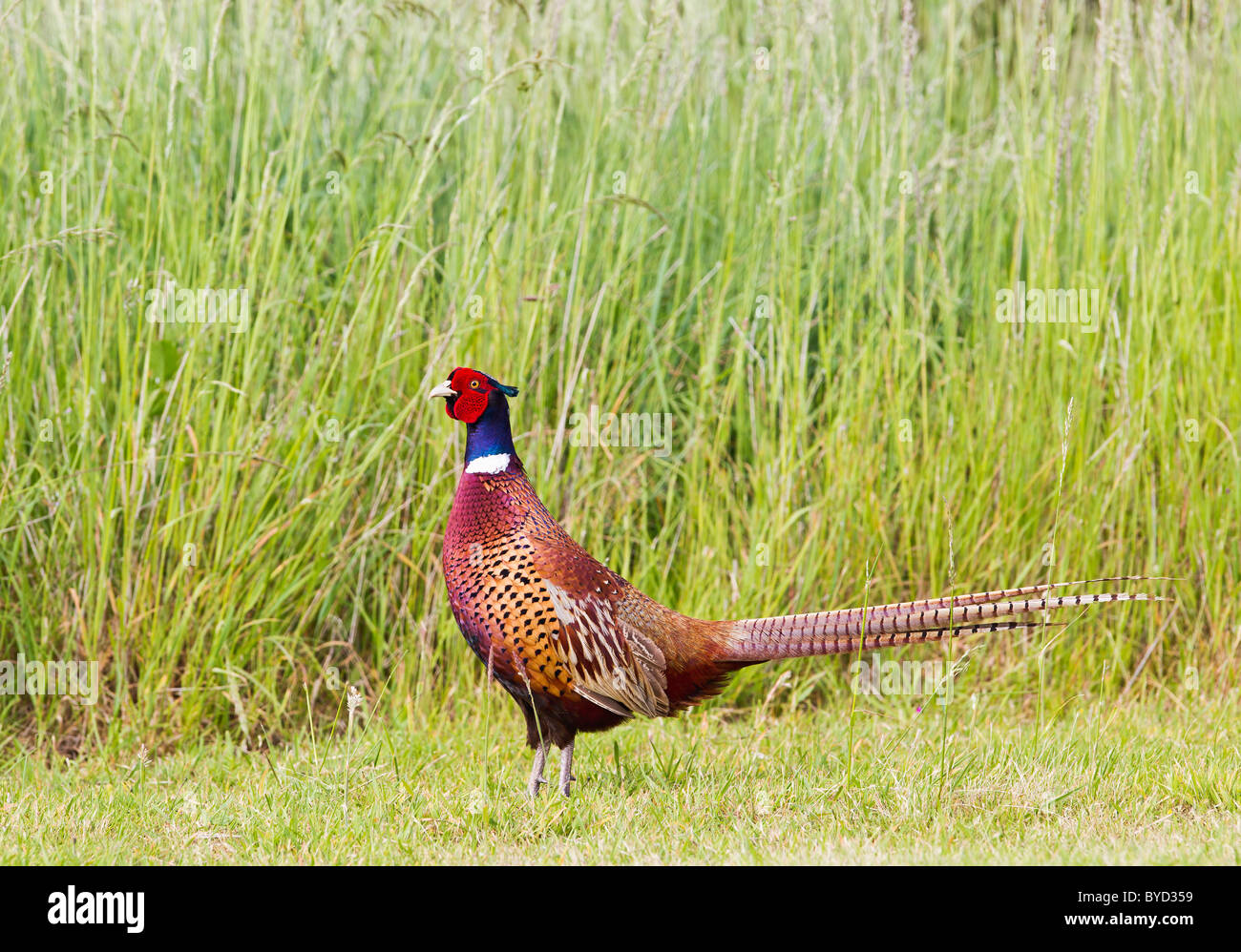 Pheasant ( Phasianus colchicus ) anello maschio strozzata in Prato Foto Stock
