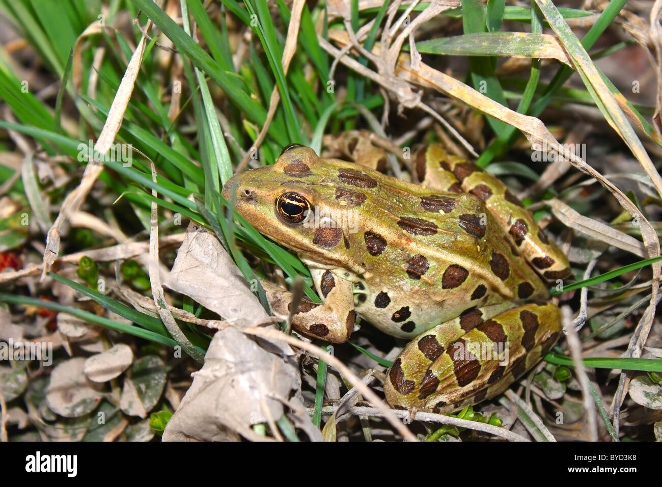 Northern Leopard Frog (Rana pipiens) Foto Stock