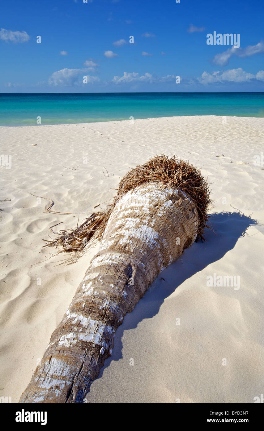 Palm Tree sui Caraibi una spiaggia di sabbia bianca Foto Stock