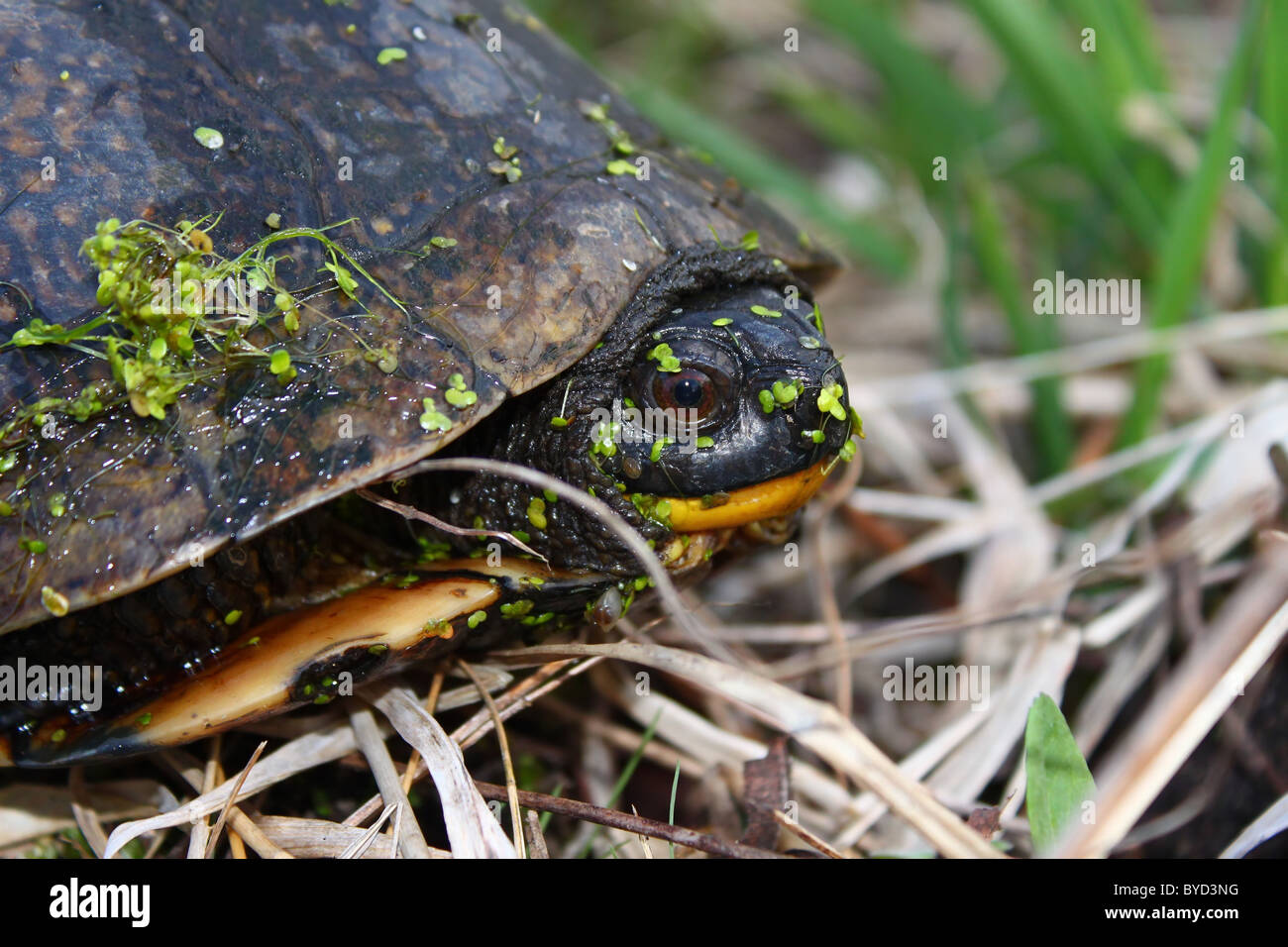 Blandings tartaruga (Emydoidea blandingii) Foto Stock