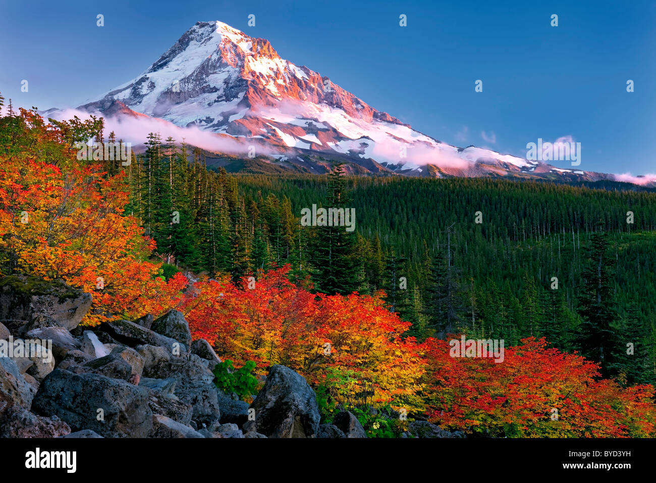 Autunno twilight su Oregon Mt cappa con fiery vitigno rosso alberi di acero. Foto Stock