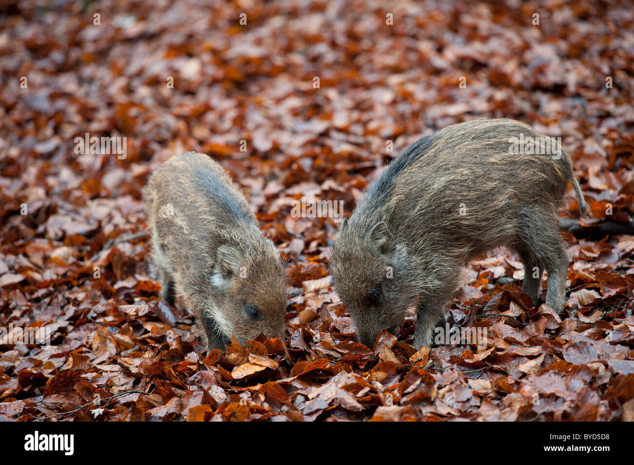 Il cinghiale (Sus scrofa), shoats Foto Stock Il cinghiale (Sus scrofa), shoats Foto Stock