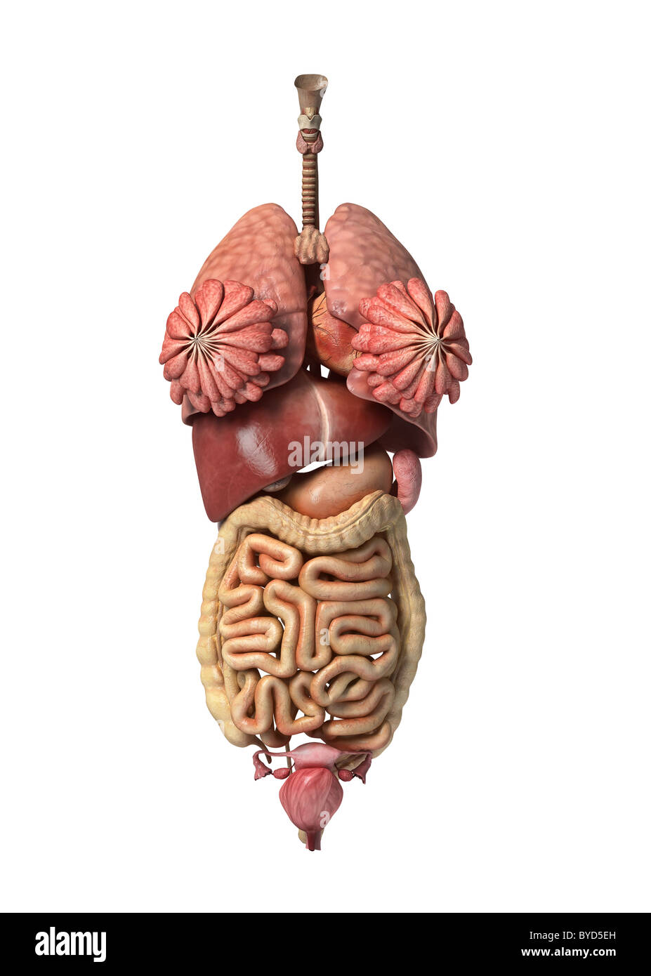 Fotorealistica rendering 3D, di pieno di sesso femminile negli organi interni, vista frontale. Foto Stock