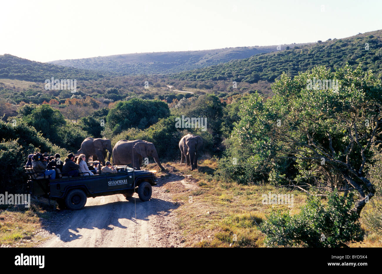 Sud Africa, Eastern Cape Province, privata Shamwari Game Reserve, game drive. Foto Stock