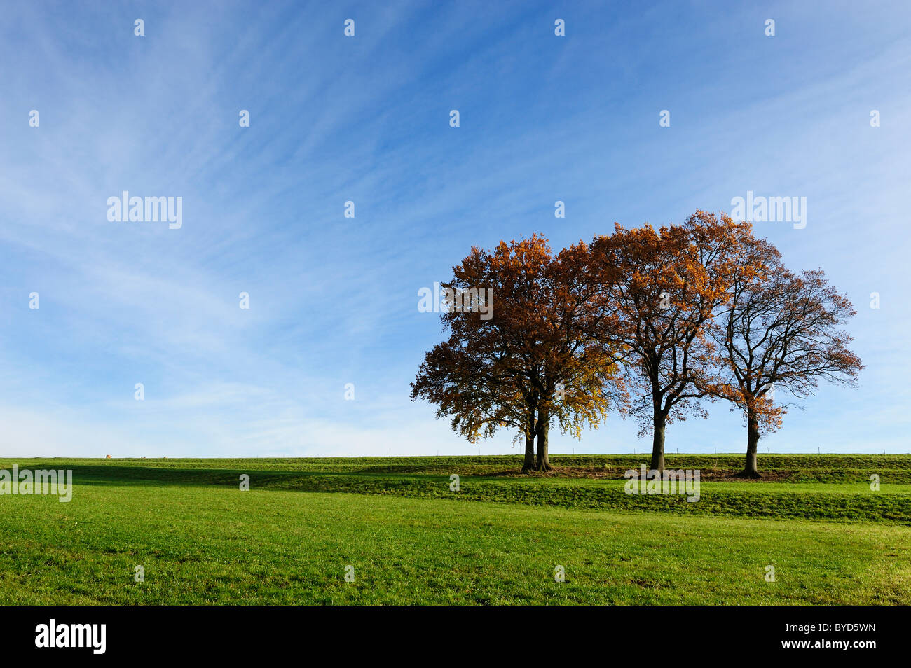 4 faggi, paesaggio autunnale, Holzhausen sul Lago di Starnberg, Baviera, Germania, Europa Foto Stock