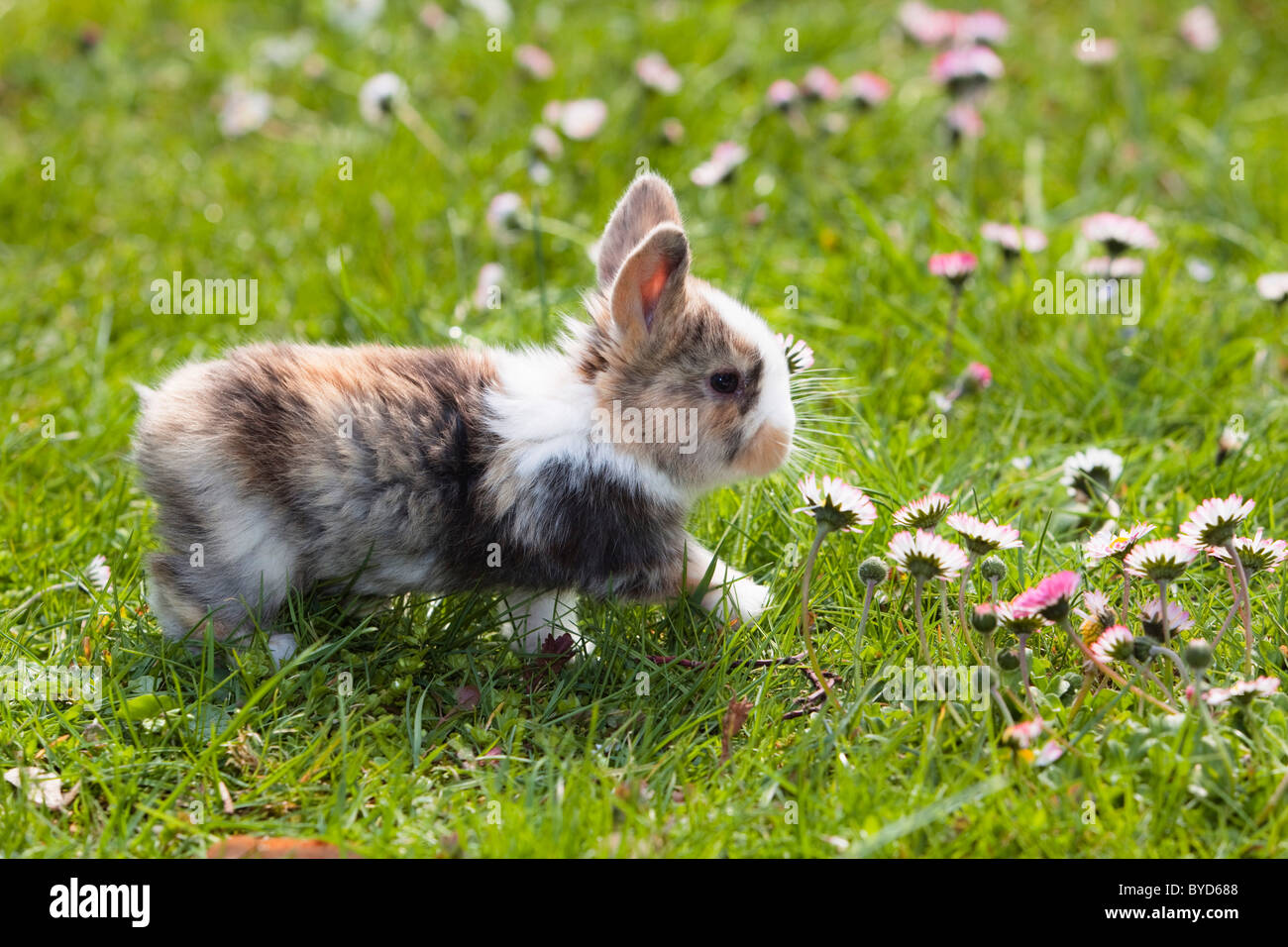 Coniglio giovane (oryctolagus cuniculus forma domestica) su un prato fiorito Foto Stock