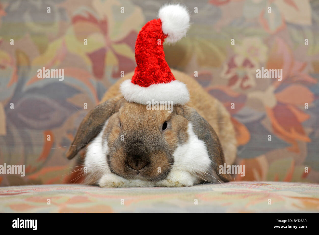 Dwarf lop bunny o coniglio (oryctolagus cuniculus), indossando un cappello da Babbo Natale Foto Stock