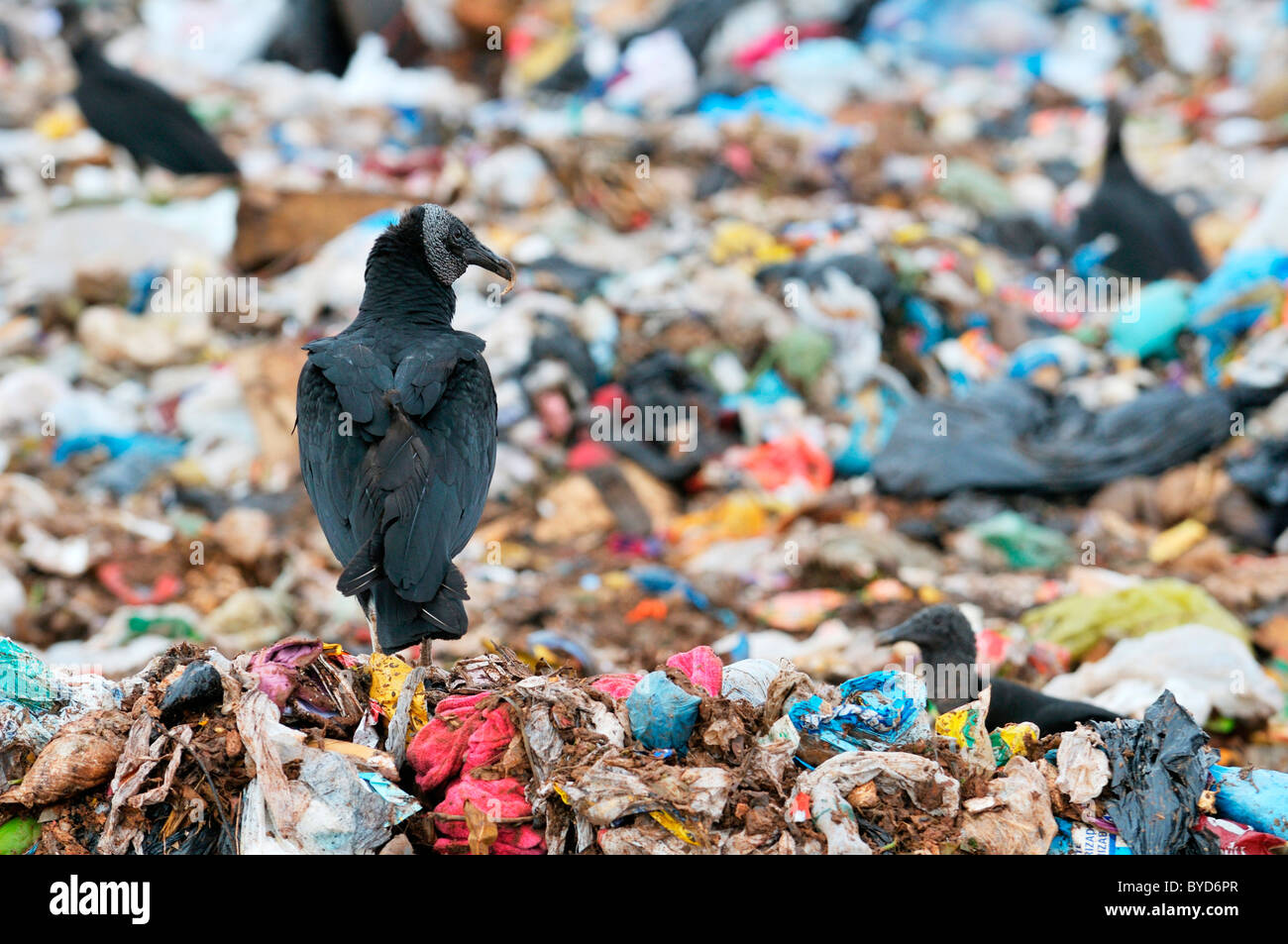 Gli avvoltoi a dump Lixao nella città satellite di Estrutural vicino a Brasilia, Distrito Federal, Brasile, Sud America Foto Stock