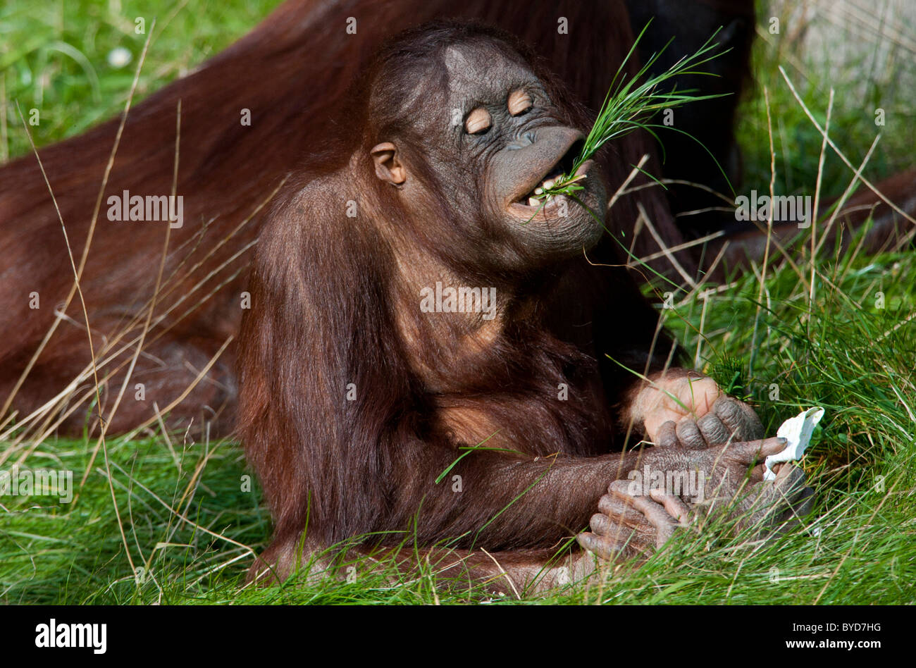 Orang Utan (Pongo pygmaeus), masticare ciuffi di erba Foto Stock