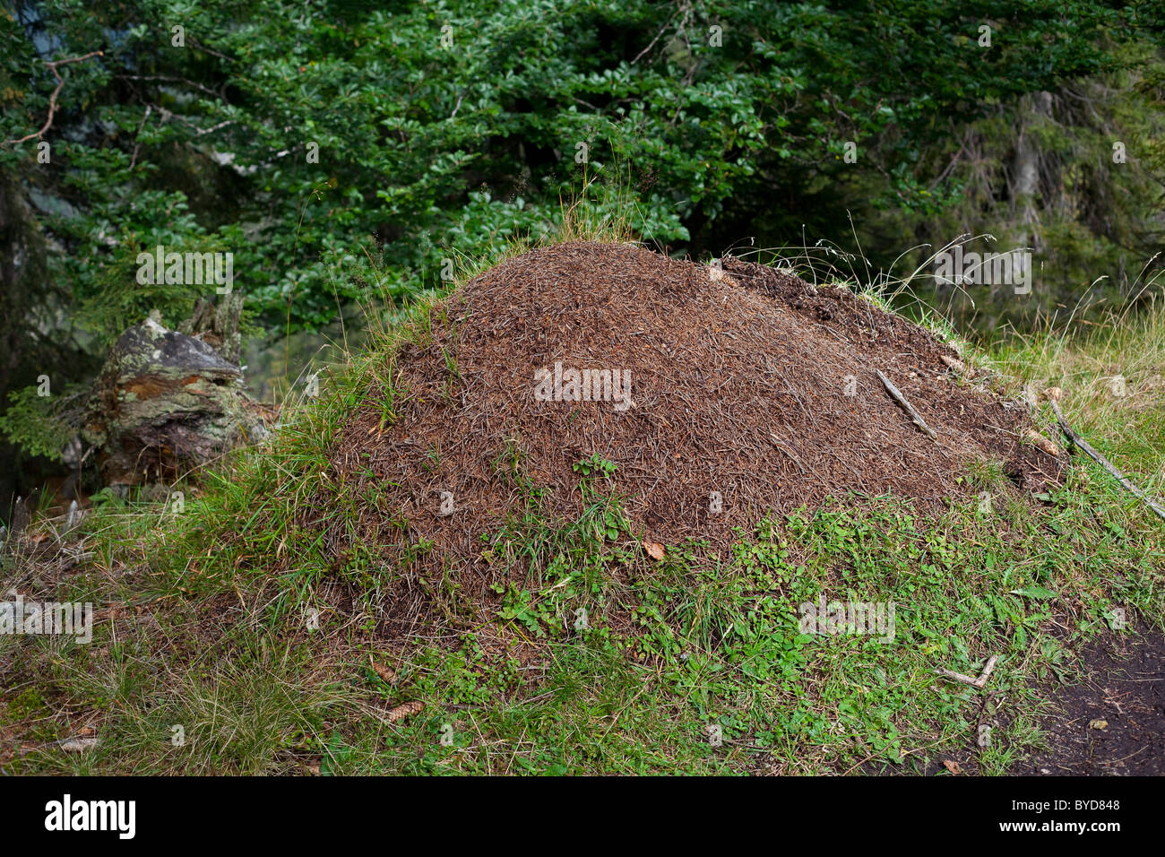 Ant Hill, foresta formiche (Formica), Trainsjoch, Mangfallgebirge montagne, Bayrischzell, Alta Baviera, Baviera, Germania, Europa Foto Stock