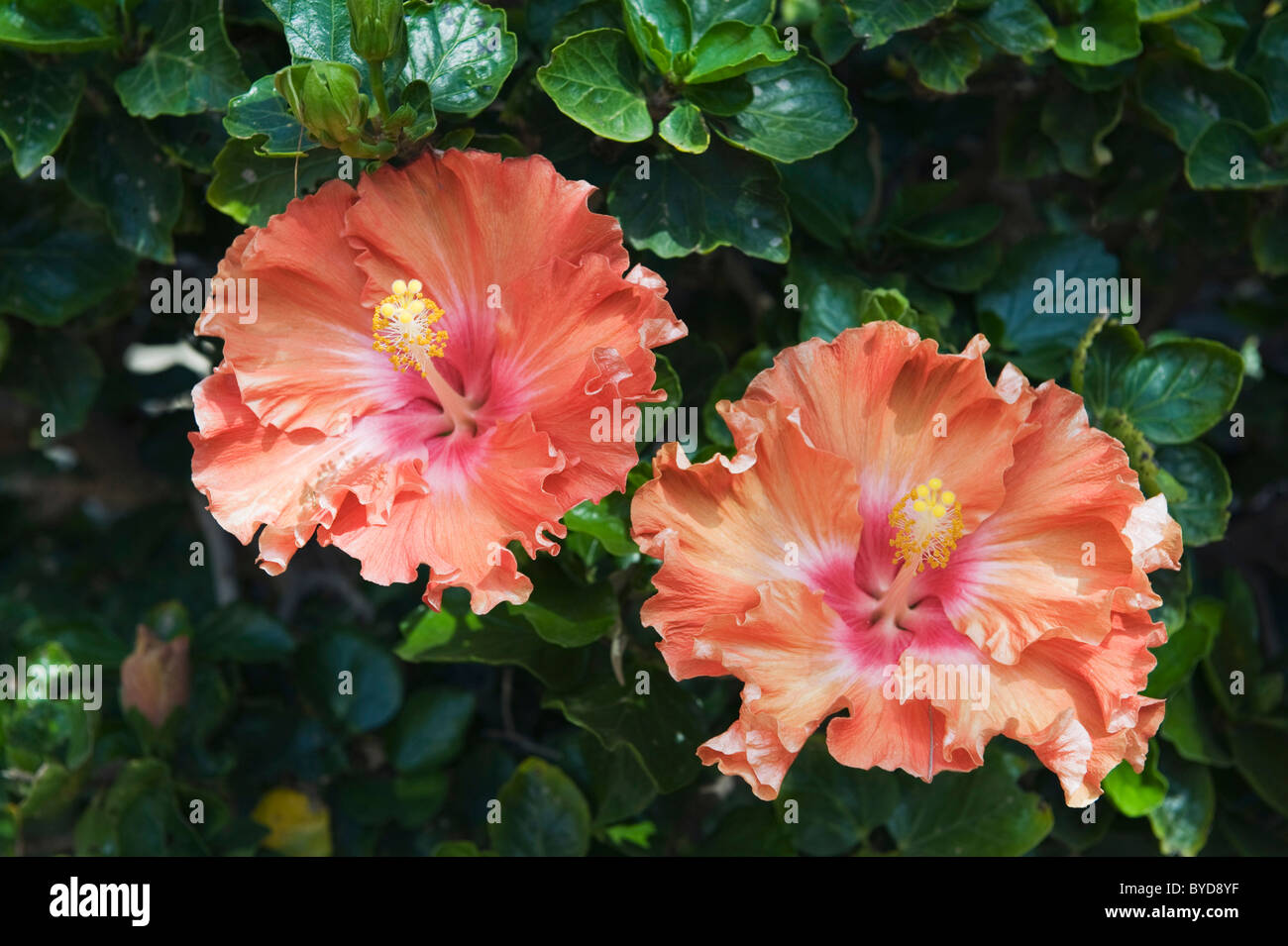 Arancio fiori di ibisco (Hibiscus), Lanzarote, Isole Canarie, Spagna, Europa Foto Stock