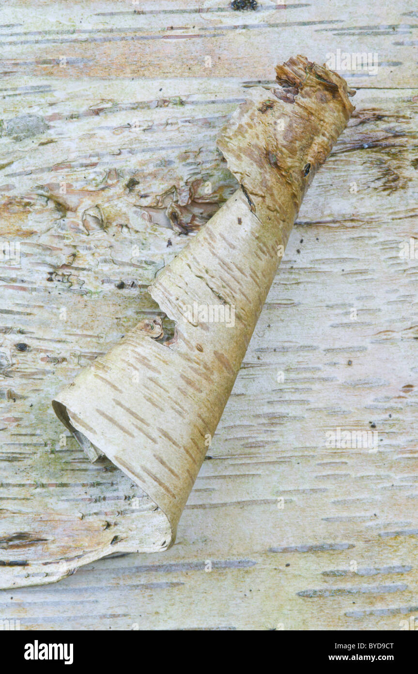Corteccia di betulla (Betula pendula) Foto Stock