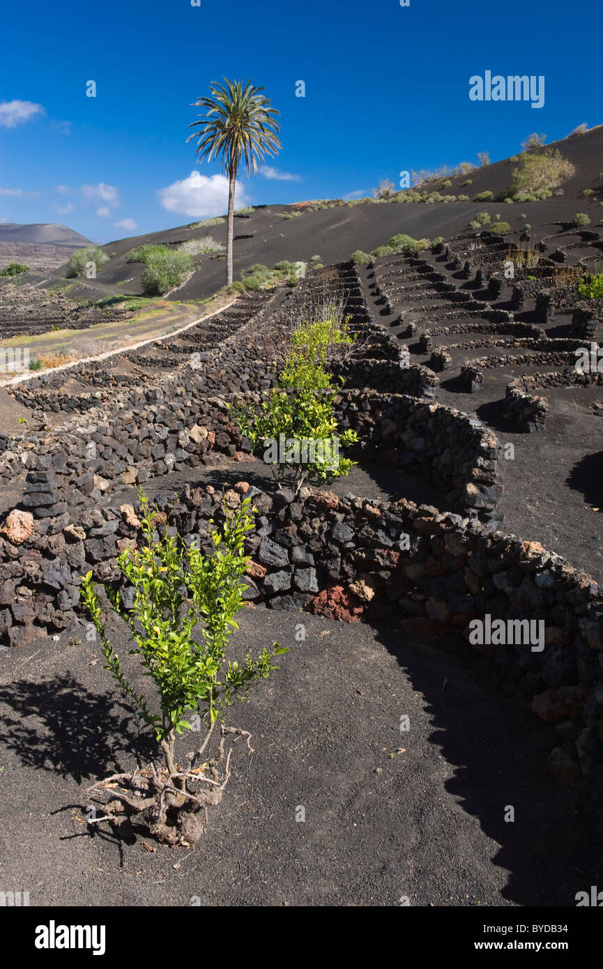 La viticoltura, aride agricoltura sulla lava, paesaggio vulcanico presso La Geria, Lanzarote, Isole Canarie, Spagna, Europa Foto Stock